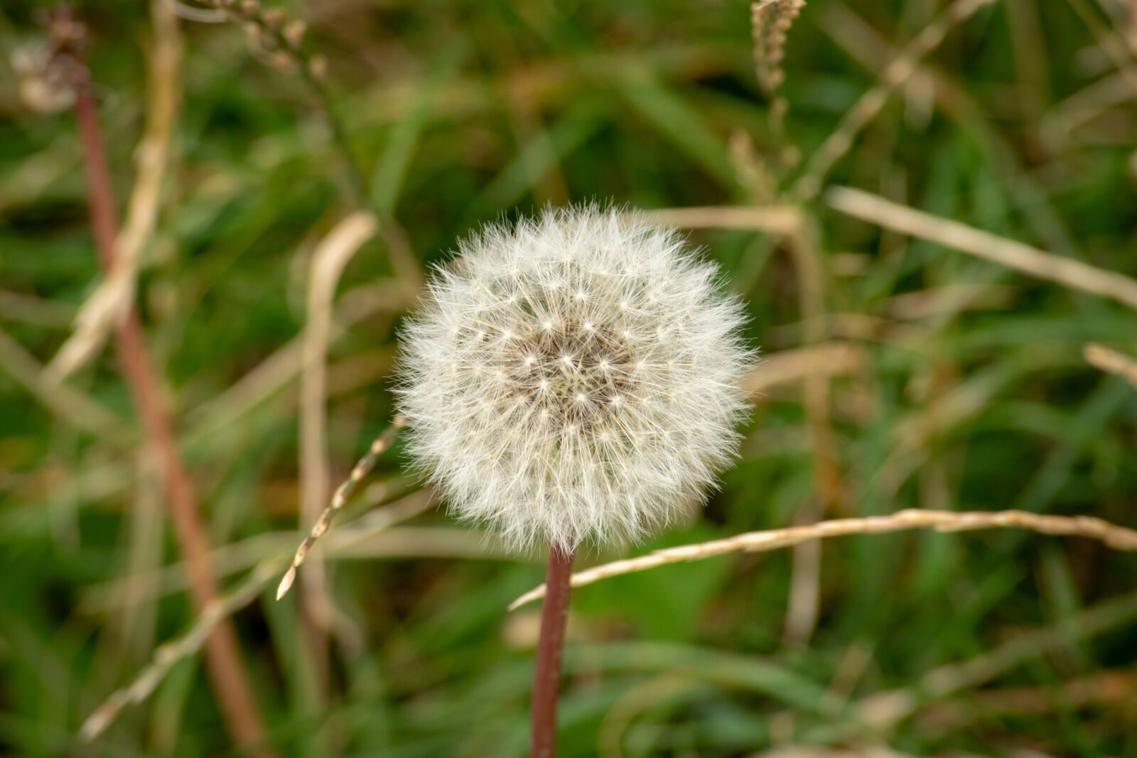 Nikon D3300 sample photo. Nature, dandelion, seeds photography
