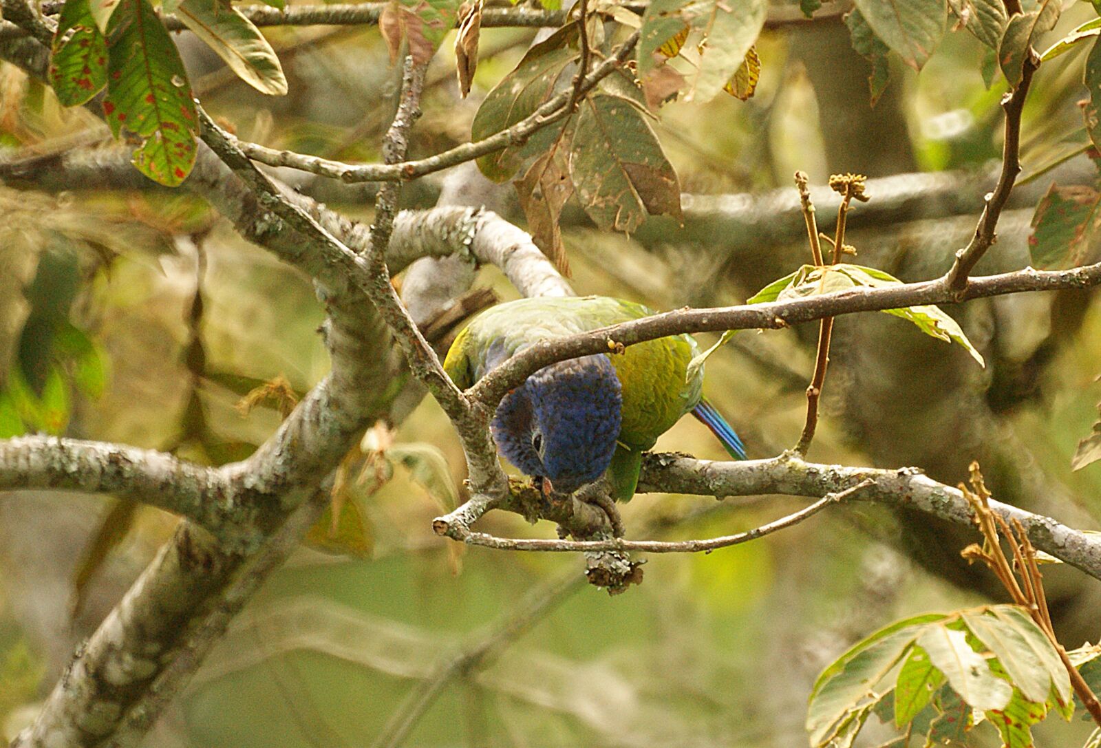Sony Alpha DSLR-A390 sample photo. Parrot, ave, bird photography