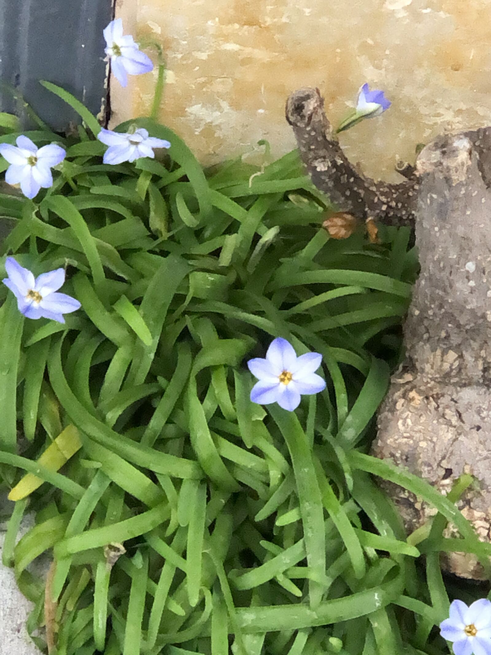 iPhone 8 Plus back dual camera 6.6mm f/2.8 sample photo. Flowers, nature, violet photography