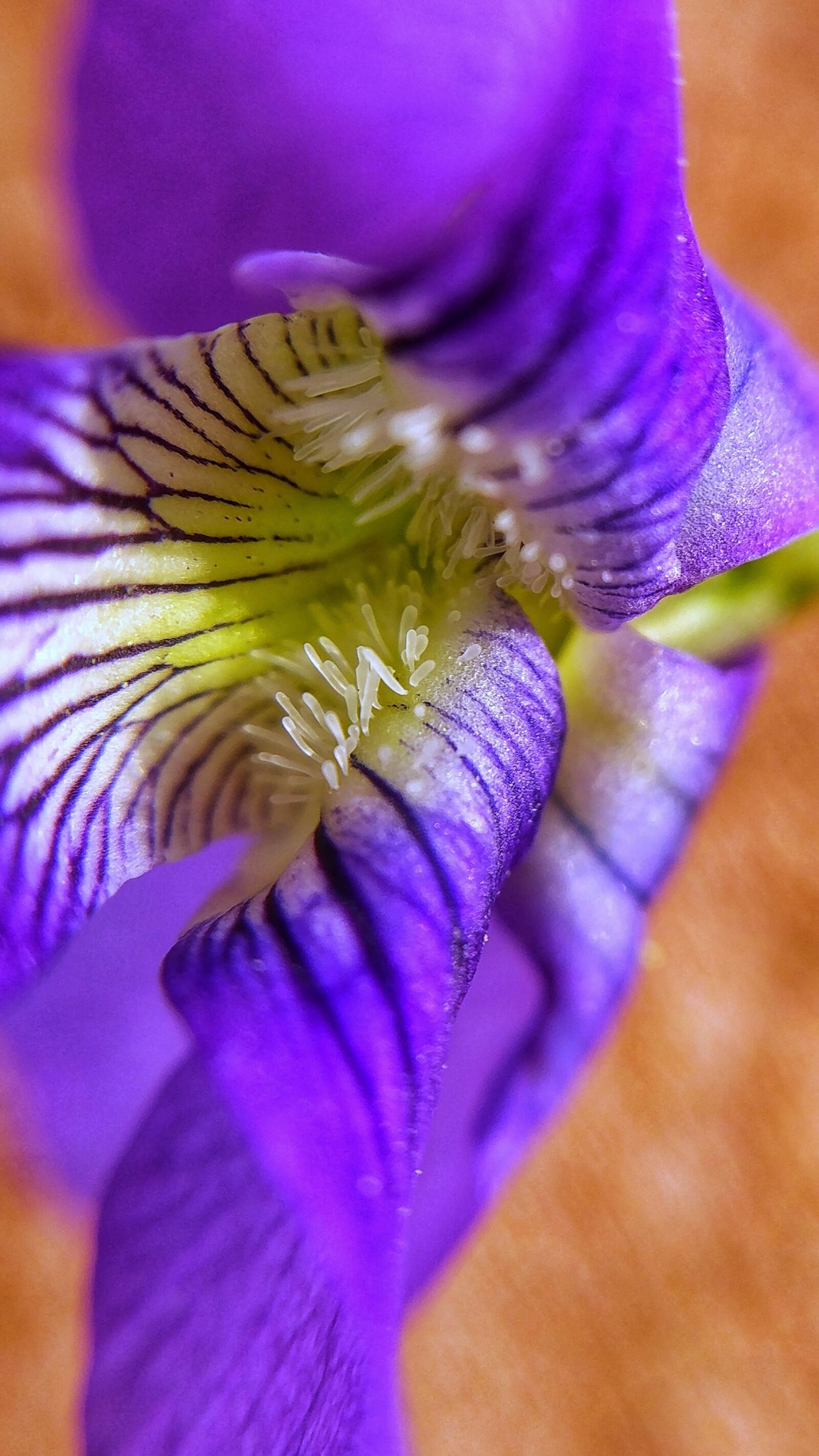 LG V20 sample photo. Macro, flower, violet photography