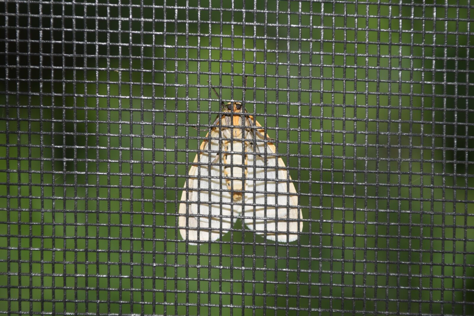 Nikon D5300 sample photo. Moth, screen, green photography