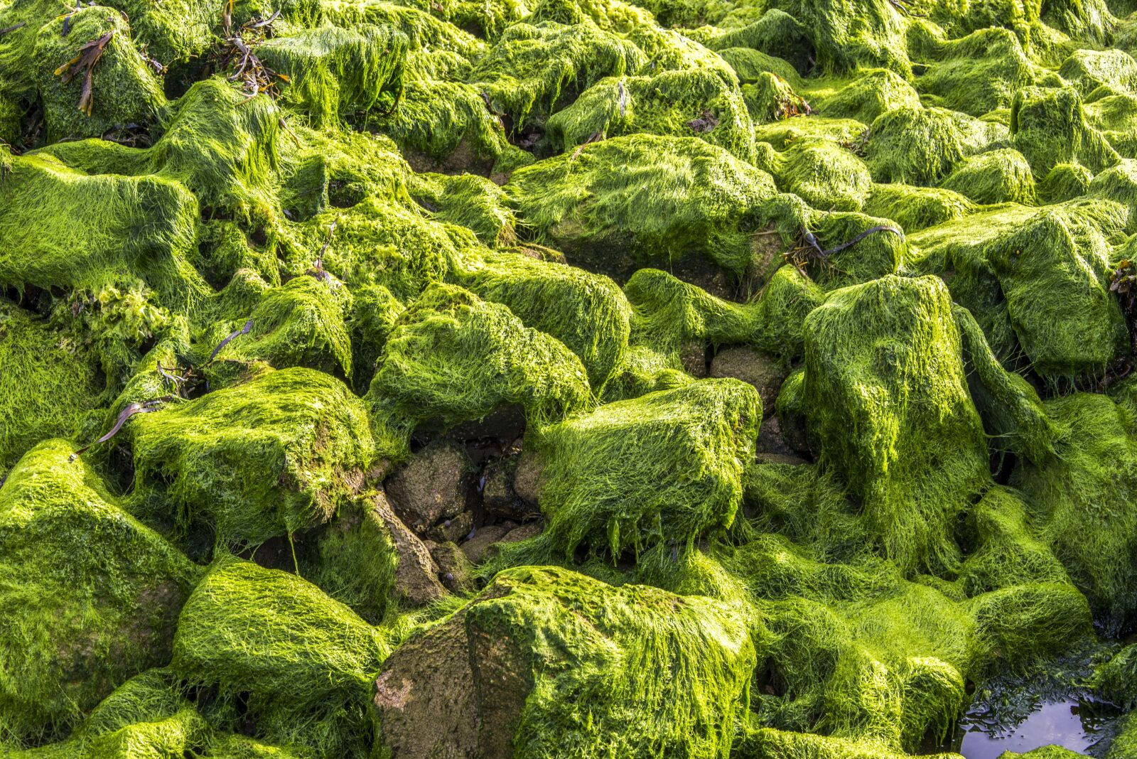 Nikon D610 sample photo. Algae, green, brittany photography