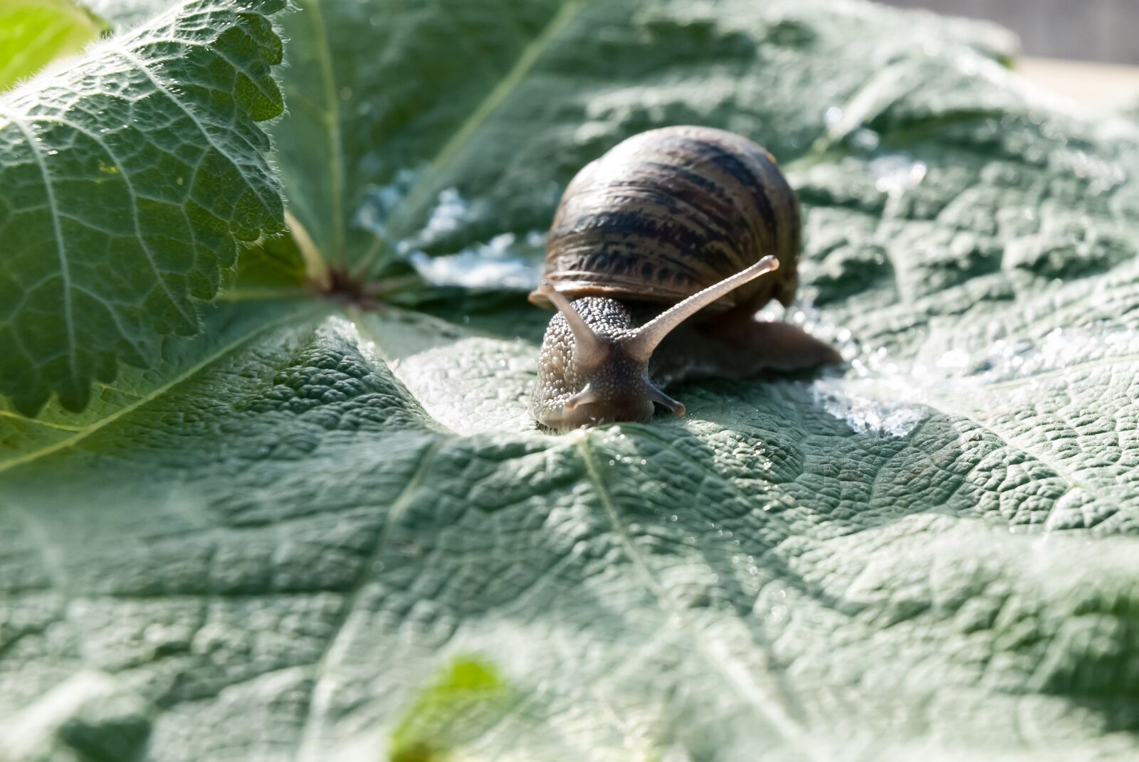 Nikon D80 sample photo. Snail, leaf, nature photography