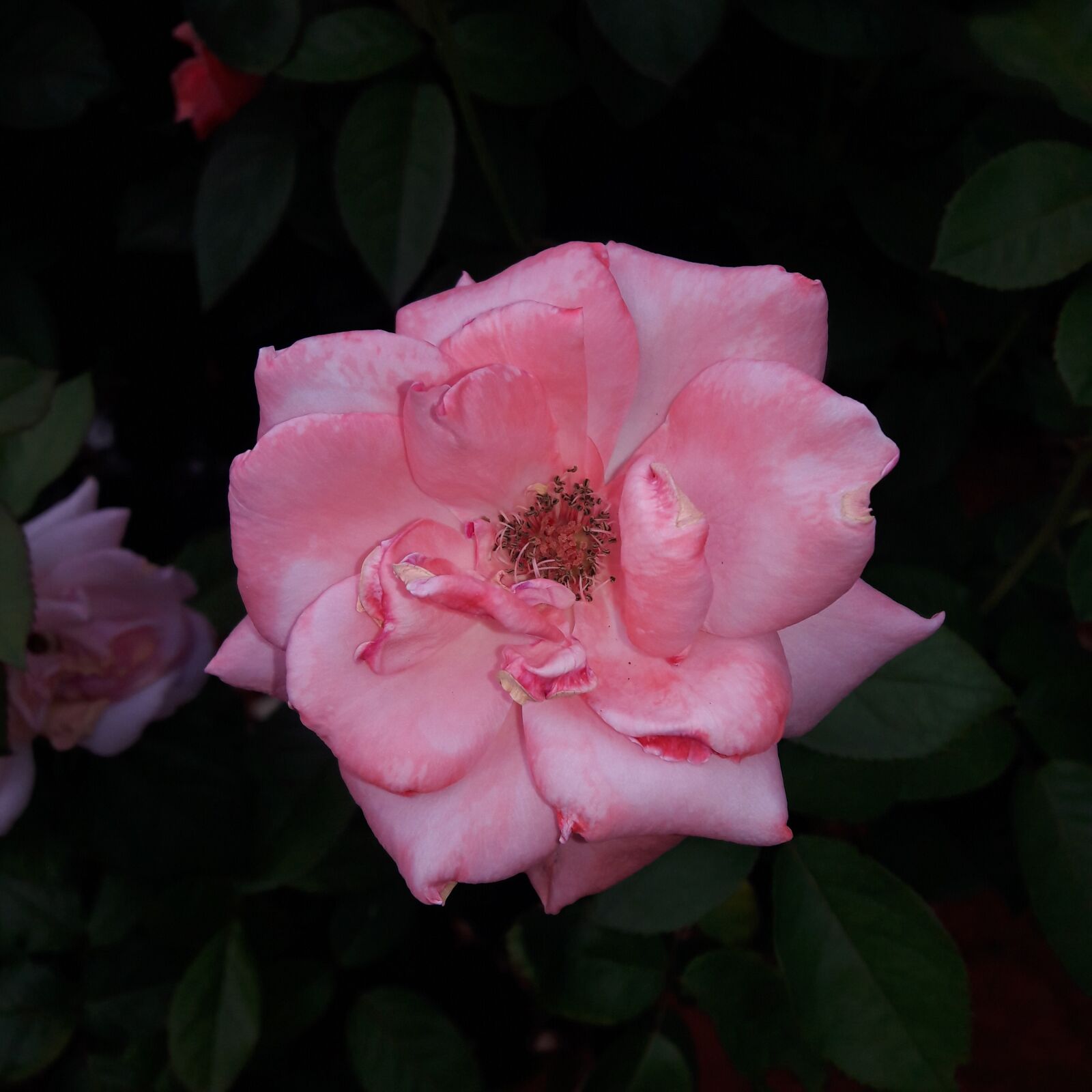 Samsung Galaxy J7 sample photo. Rose, flower, nature photography