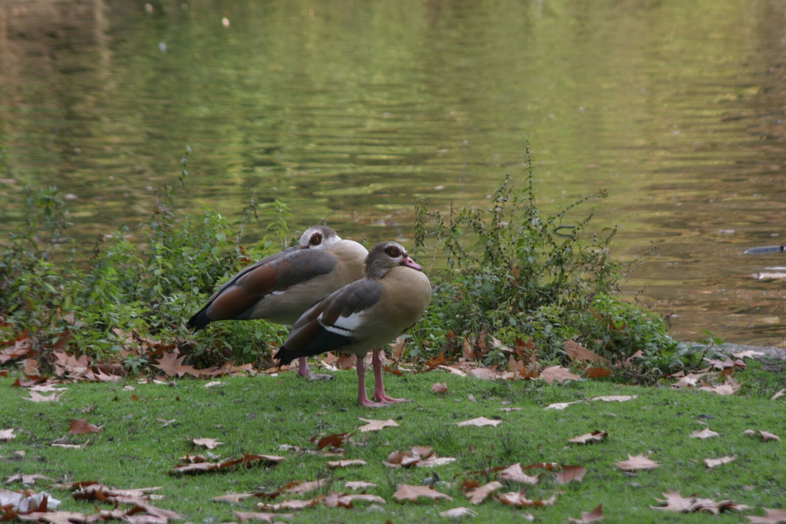 Canon EOS 10D sample photo. Ducks, lake, waterfowl photography