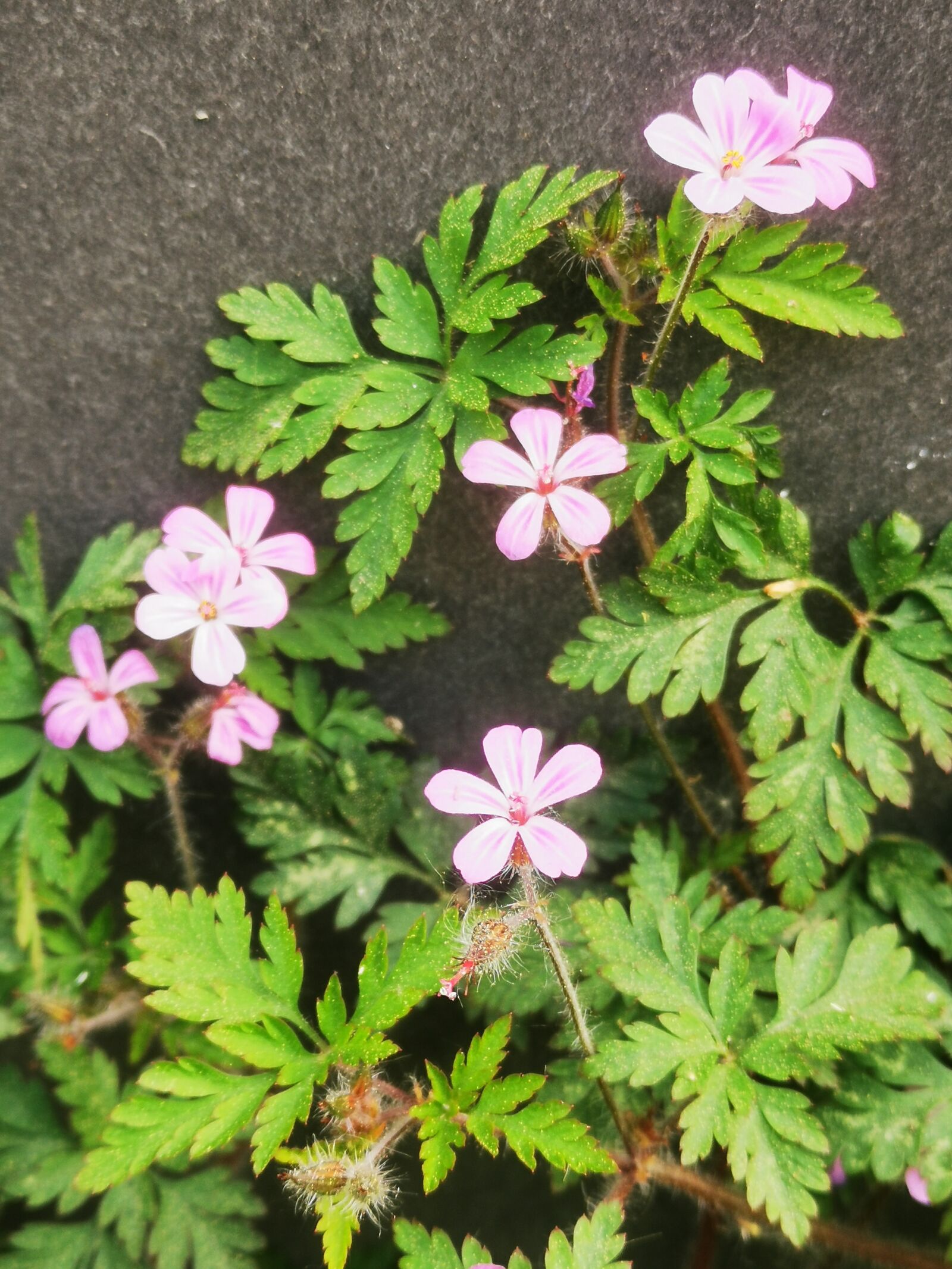 HUAWEI P30 sample photo. Flower, purple, summer photography