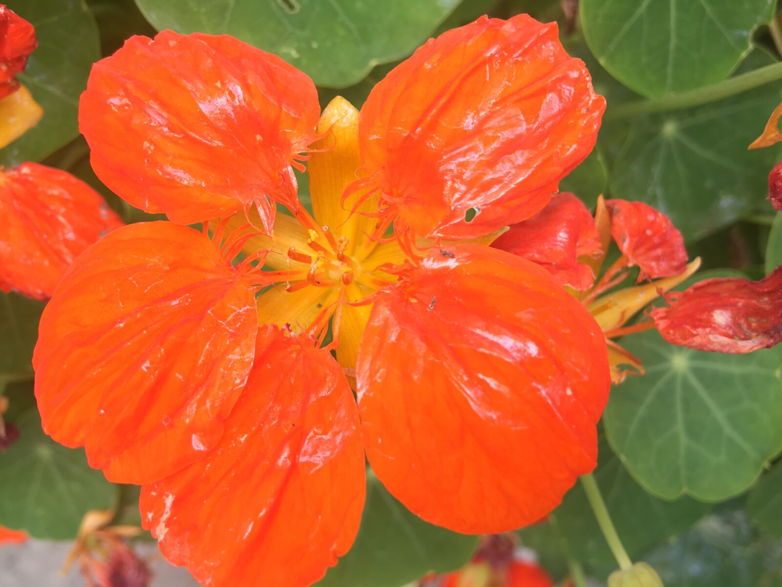iPhone 6s Plus back camera 4.15mm f/2.2 sample photo. Flower, nature, close-up photograph photography