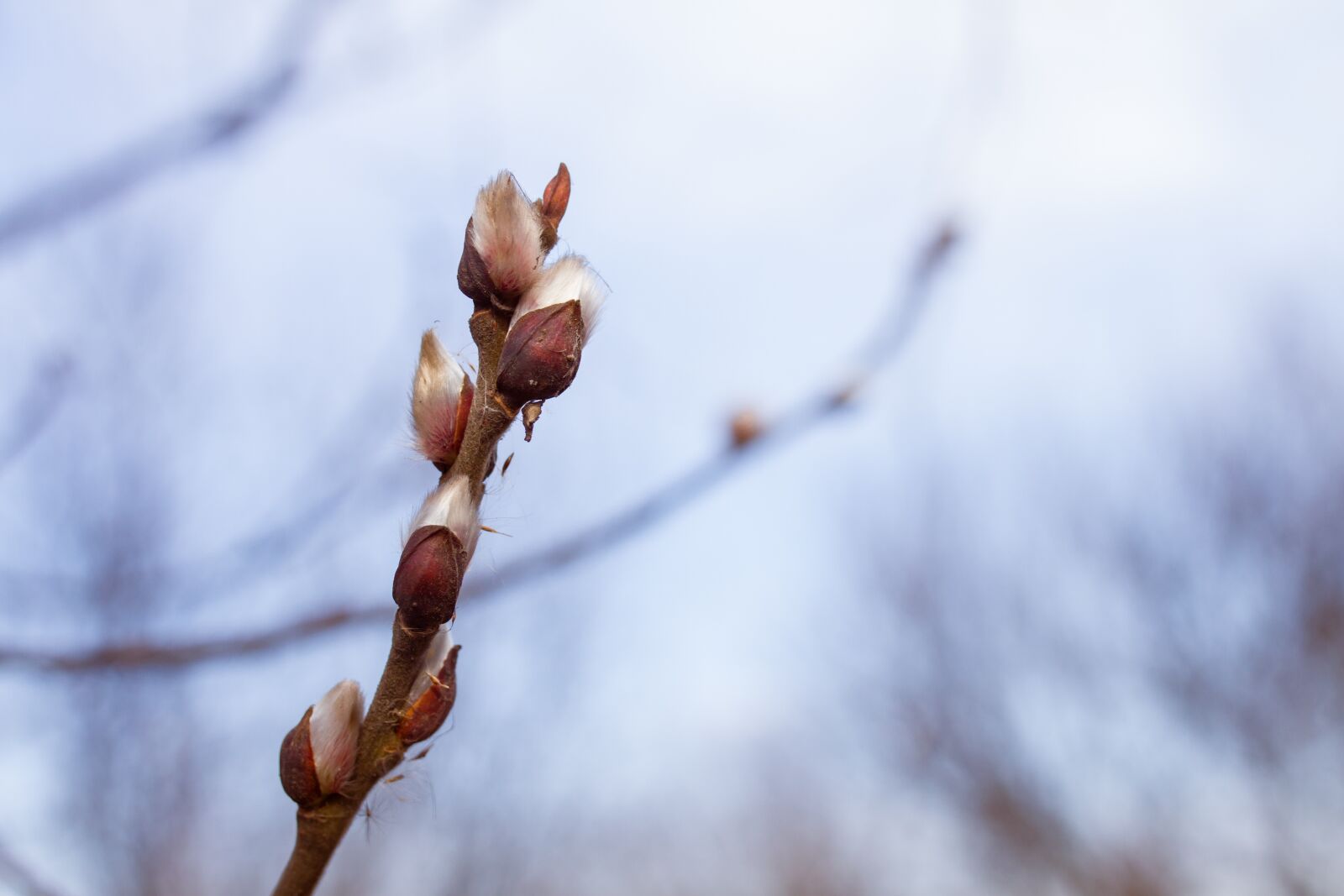 Canon EOS 7D sample photo. Spring, the basis of photography