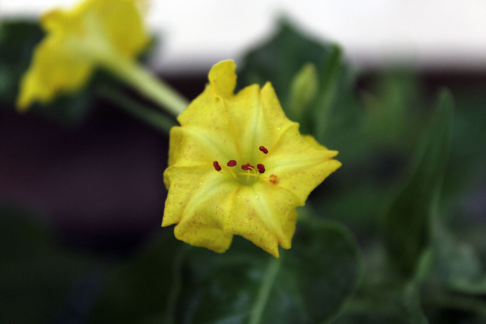 Canon EOS 1300D (EOS Rebel T6 / EOS Kiss X80) sample photo. Flower, nature, blossom photography