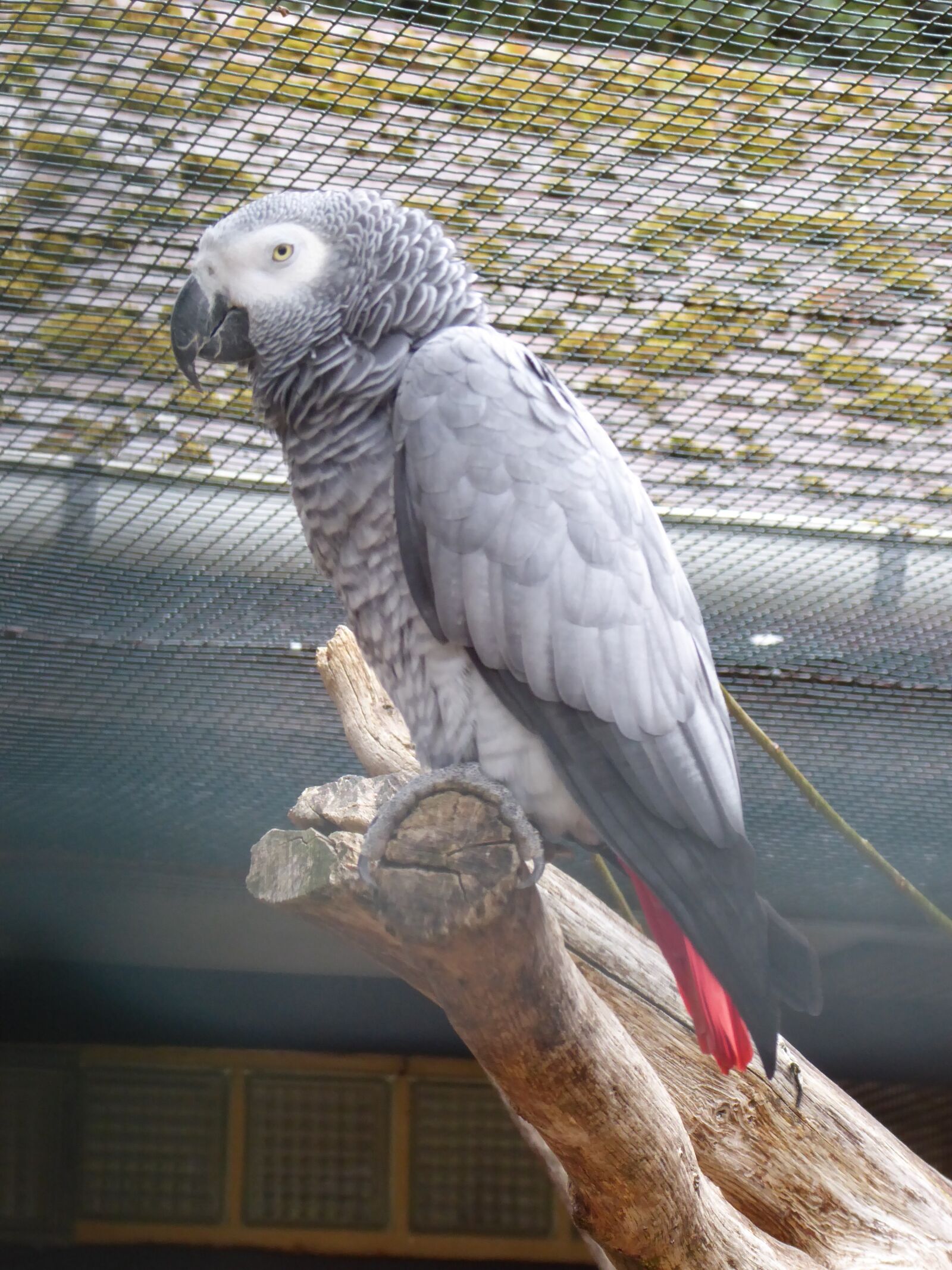 Panasonic DMC-TZ71 sample photo. African grey parrot, bird photography