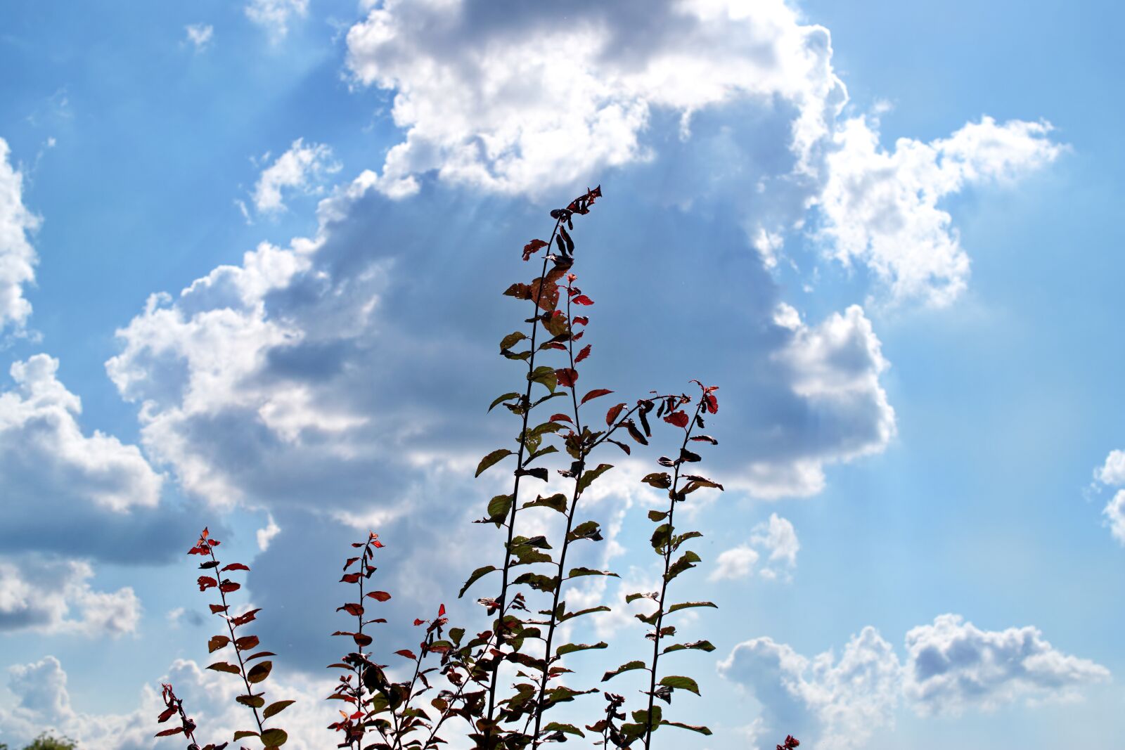Nikon D5300 sample photo. The plant, leaves, red photography