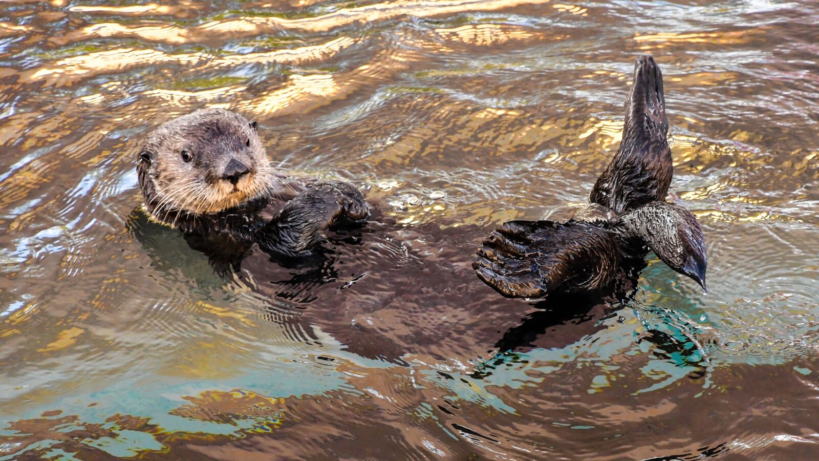 Nikon D500 sample photo. Sea otter, aquatic animal photography