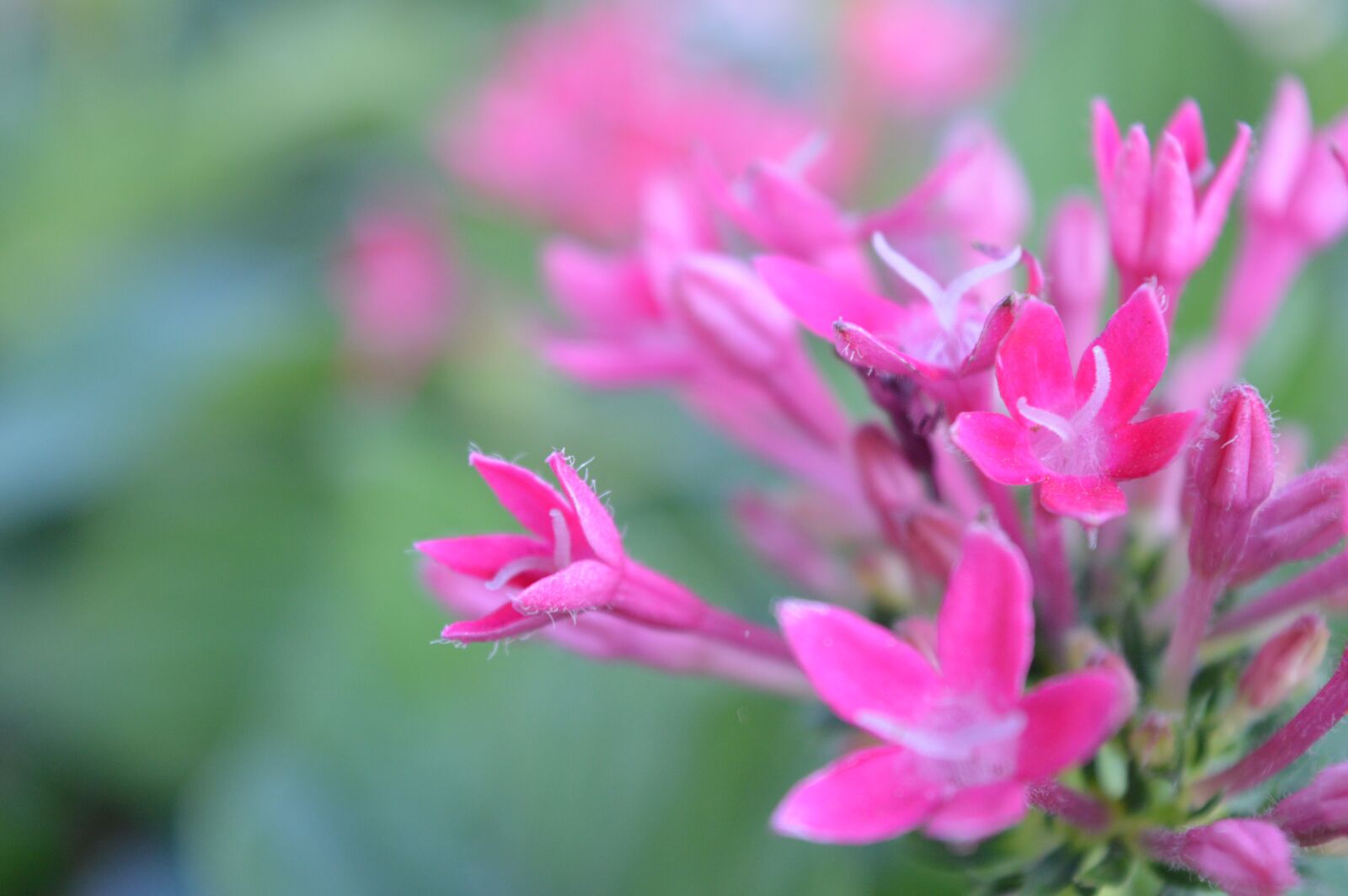 Nikon D3200 sample photo. Nature, flora, flower photography