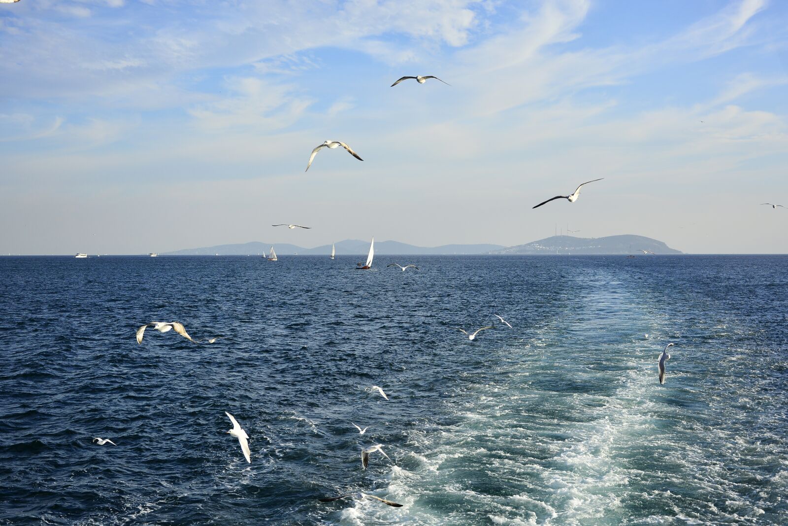 Nikon D7100 sample photo. Gull bird, istanbul, marine photography
