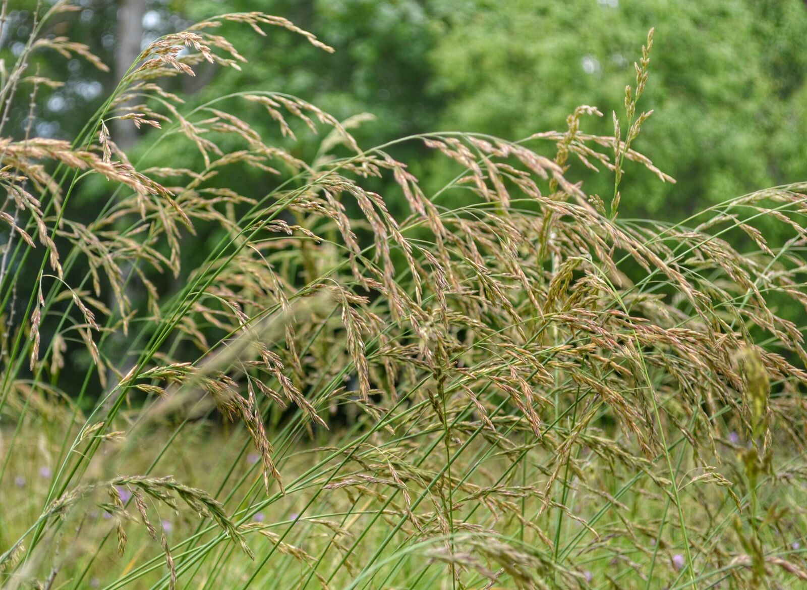 Nikon D3100 sample photo. Grass photography
