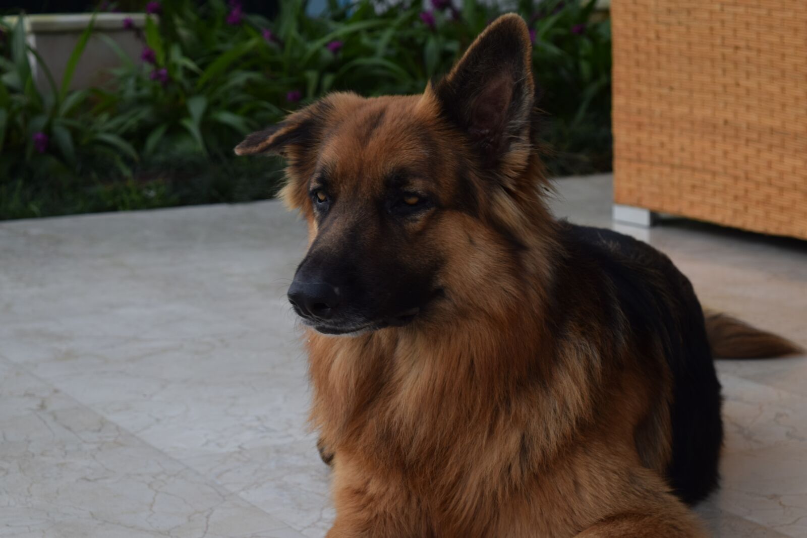 Nikon D3300 sample photo. Pet, portrait, german shepherd photography