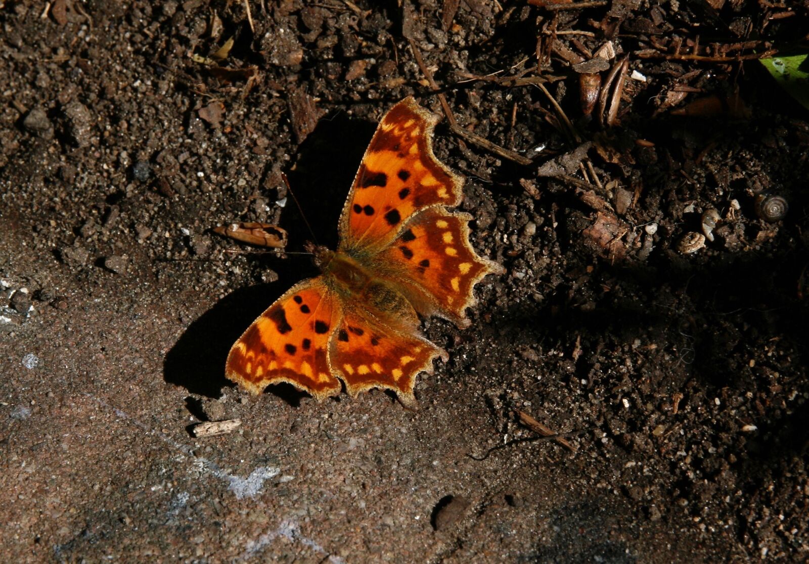 Canon EOS 400D (EOS Digital Rebel XTi / EOS Kiss Digital X) sample photo. Insect, butterfly, c falter photography
