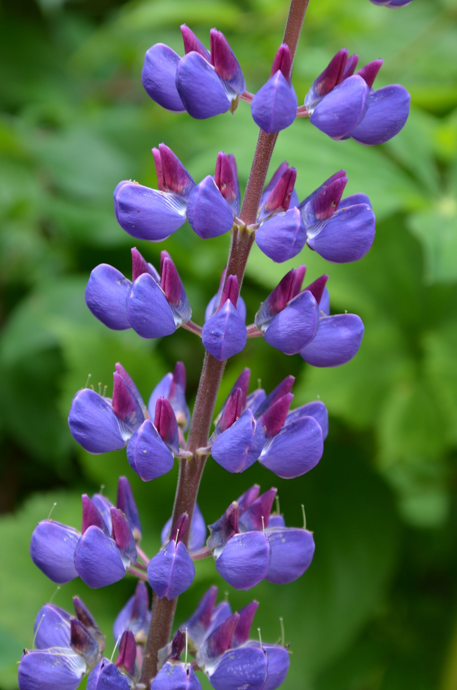 Nikon D5100 sample photo. Larkspur, blossom, bloom photography