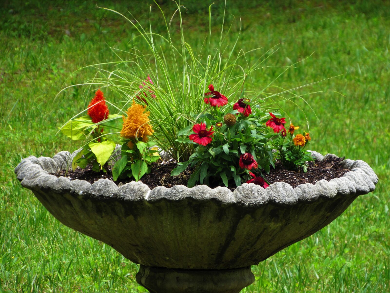 Canon PowerShot SX520 HS sample photo. Bird, bath, flowers photography