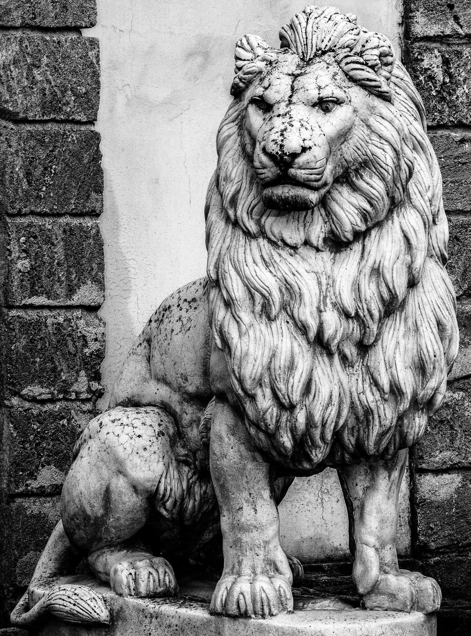 Nikon D3400 sample photo. Lion, animal, animals photography