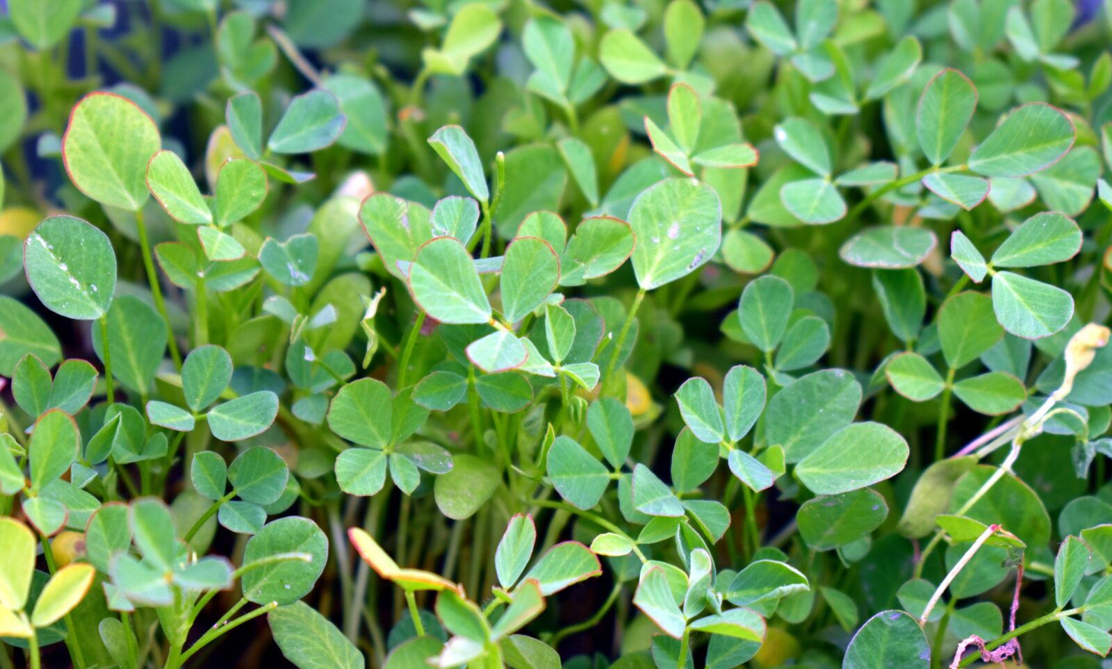Nikon D5600 sample photo. Fenugreek, herb, spice photography