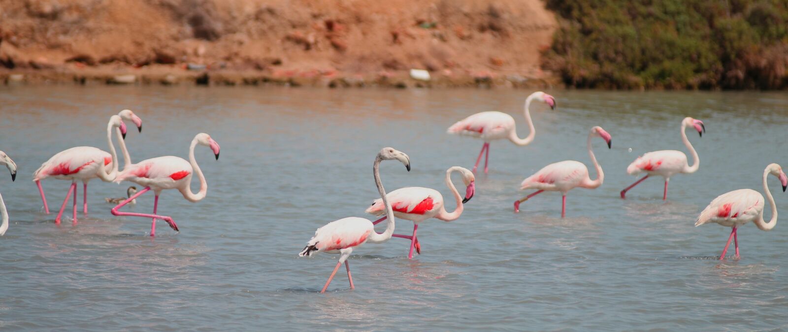 Canon EOS 70D sample photo. Flamenco, salinas, san pedro photography