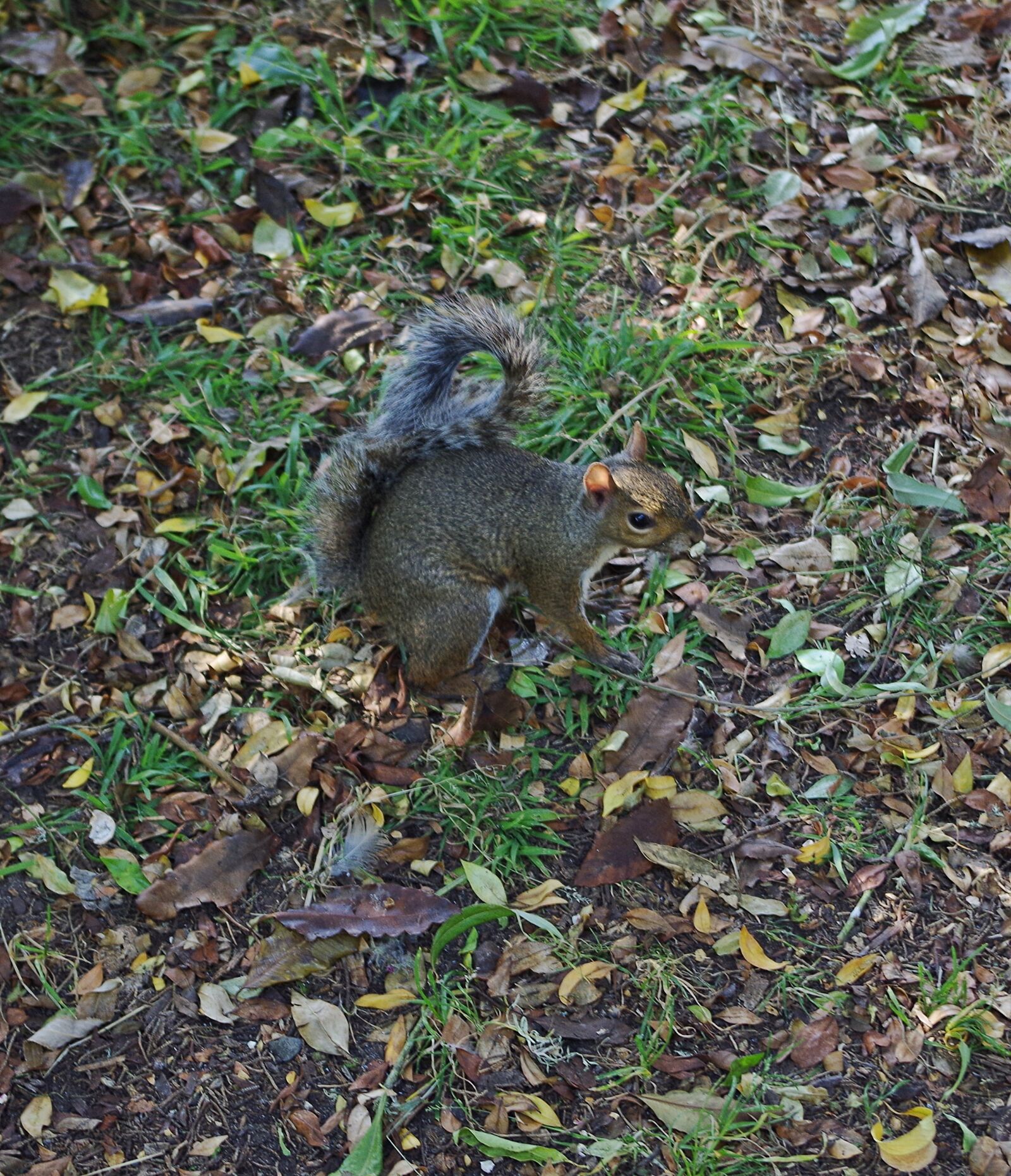 Pentax K-50 sample photo. Squirrel, animal, nature photography