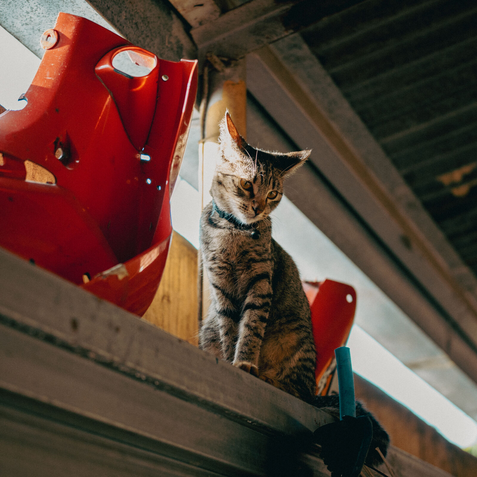 Sony ZV-E10 sample photo. Tabby cat photography