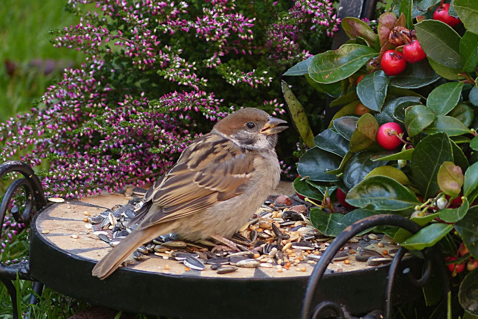 Panasonic Lumix DMC-FZ200 sample photo. Sparrow, sperling, passer domesticus photography
