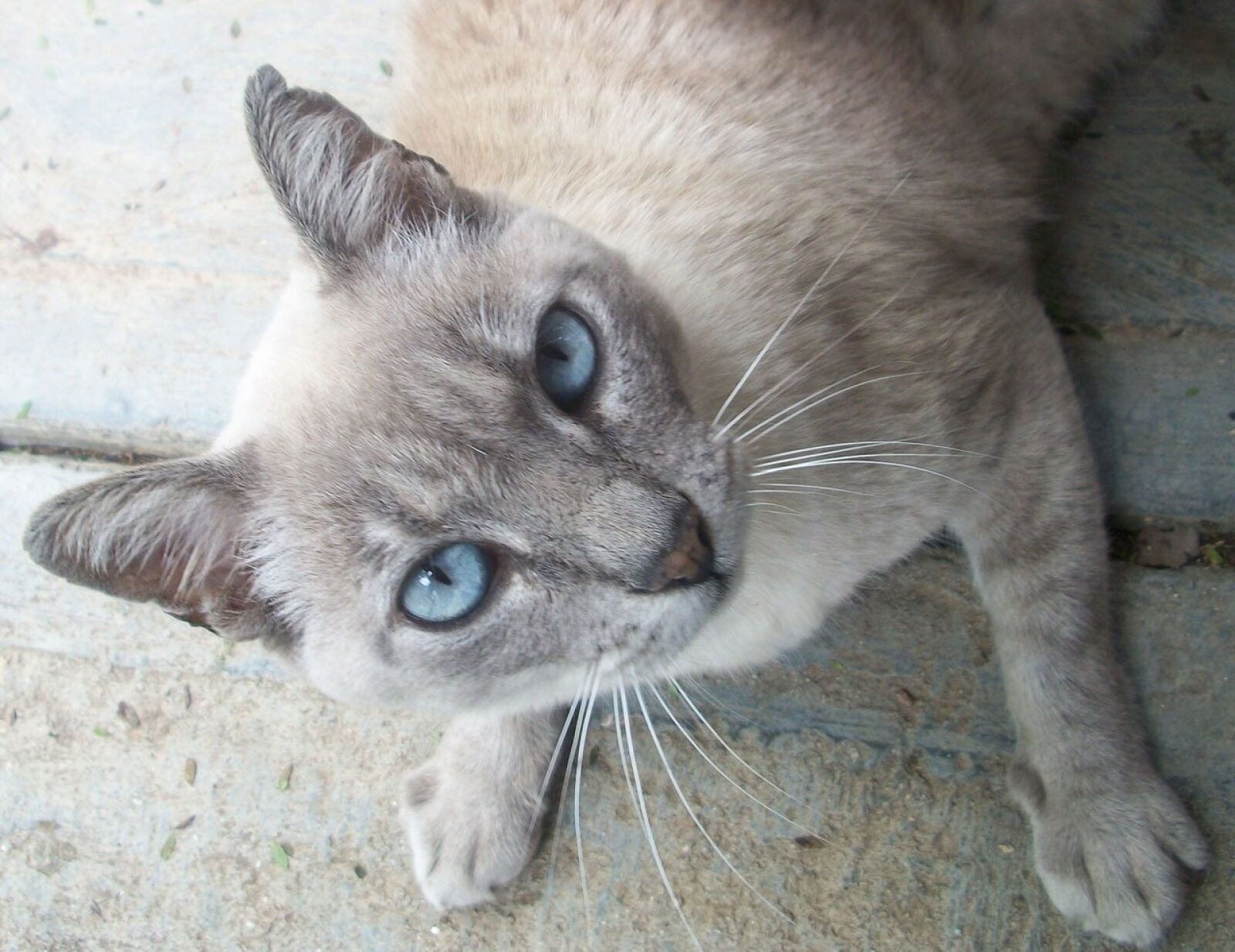 Kodak EASYSHARE M340 DIGITAL CAMERA sample photo. Cat, pet, kitten photography