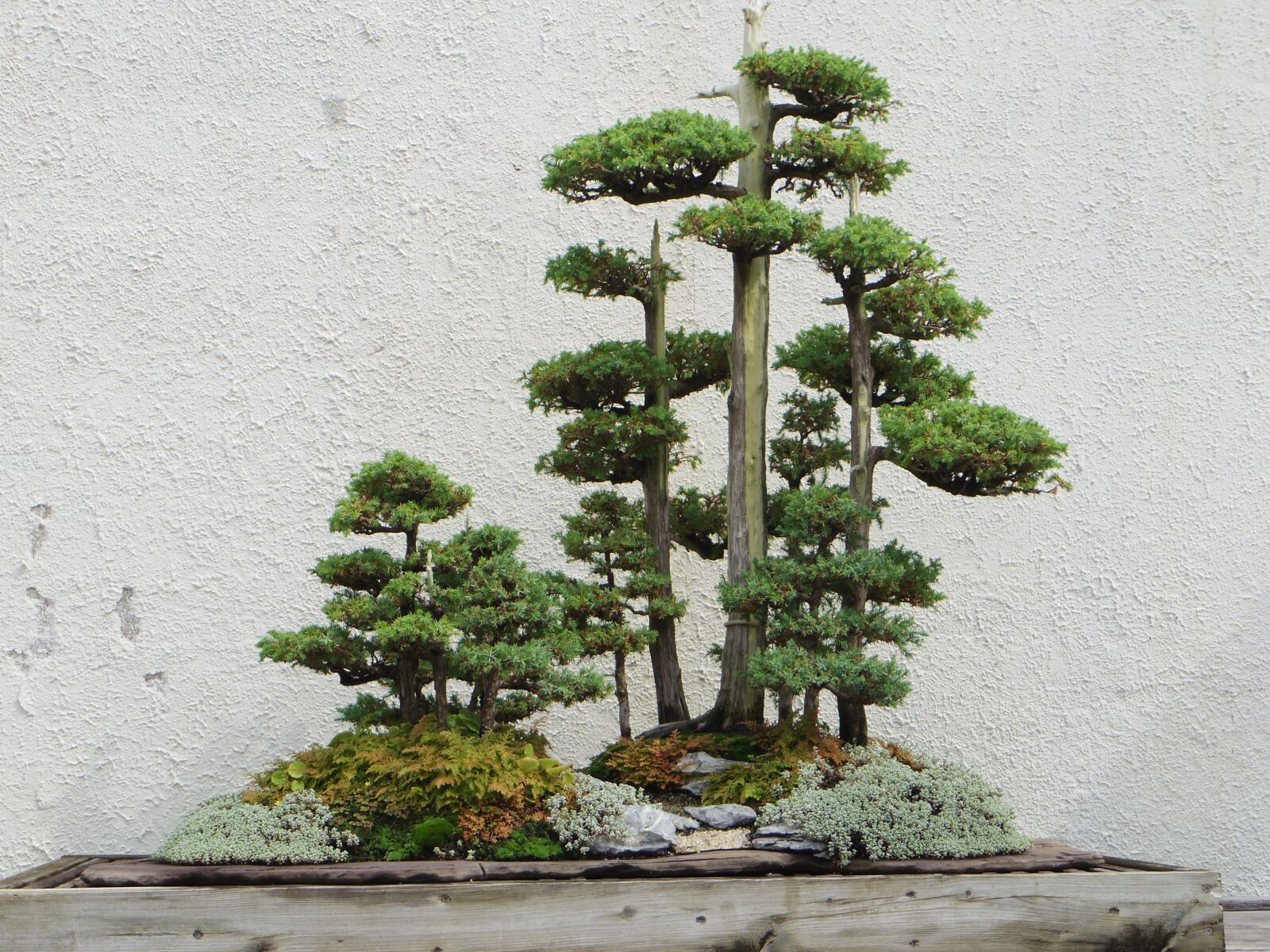 Pentax Q10 sample photo. Bonsai, tree, plant photography