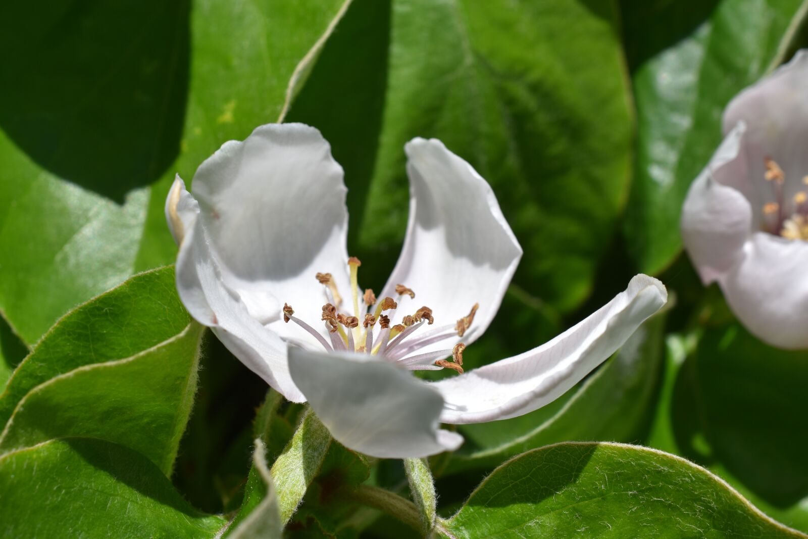 Nikon D5500 sample photo. Flower, nature, leaf photography