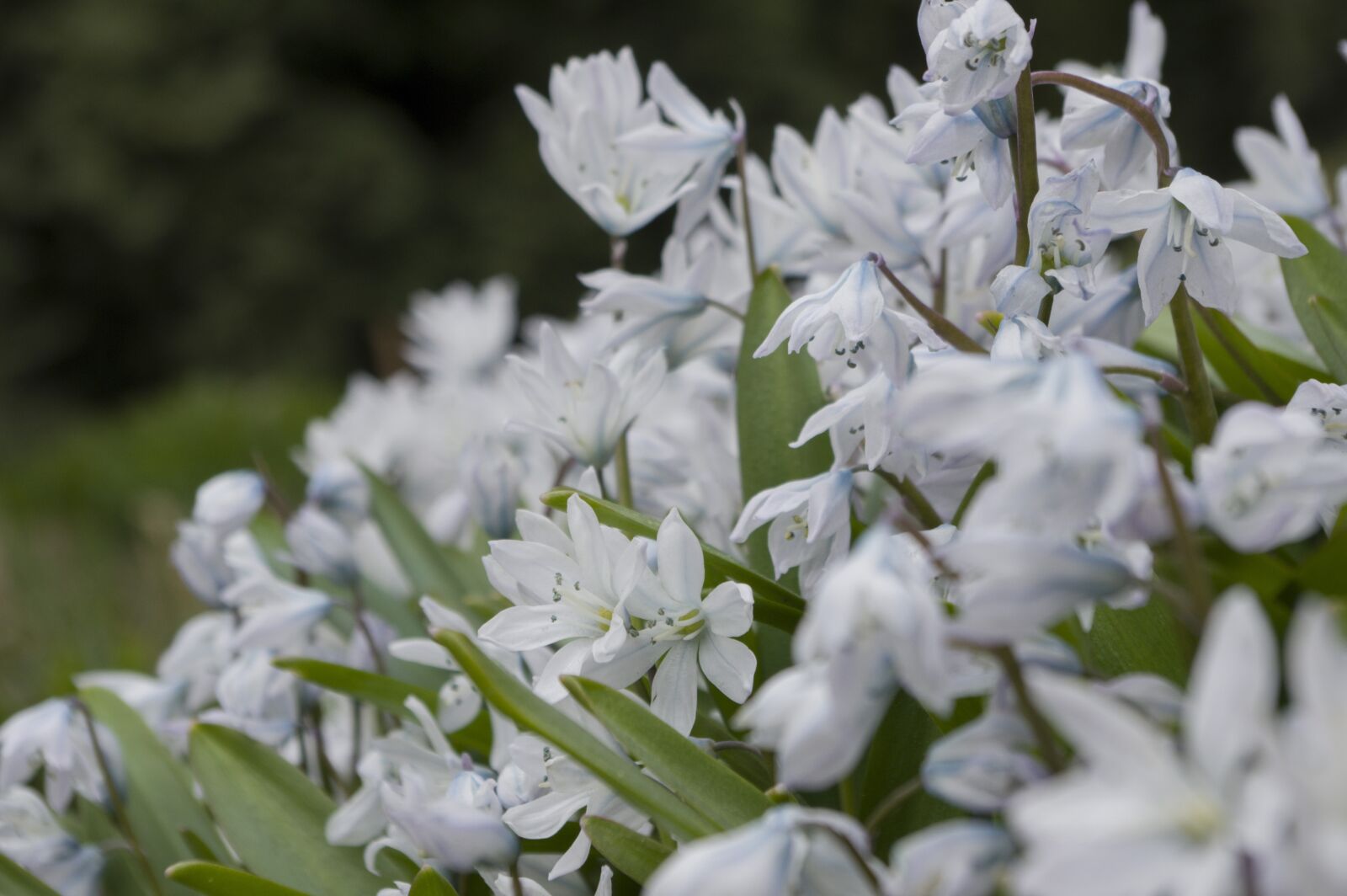 Pentax K-3 sample photo. Flower, flora, nature photography