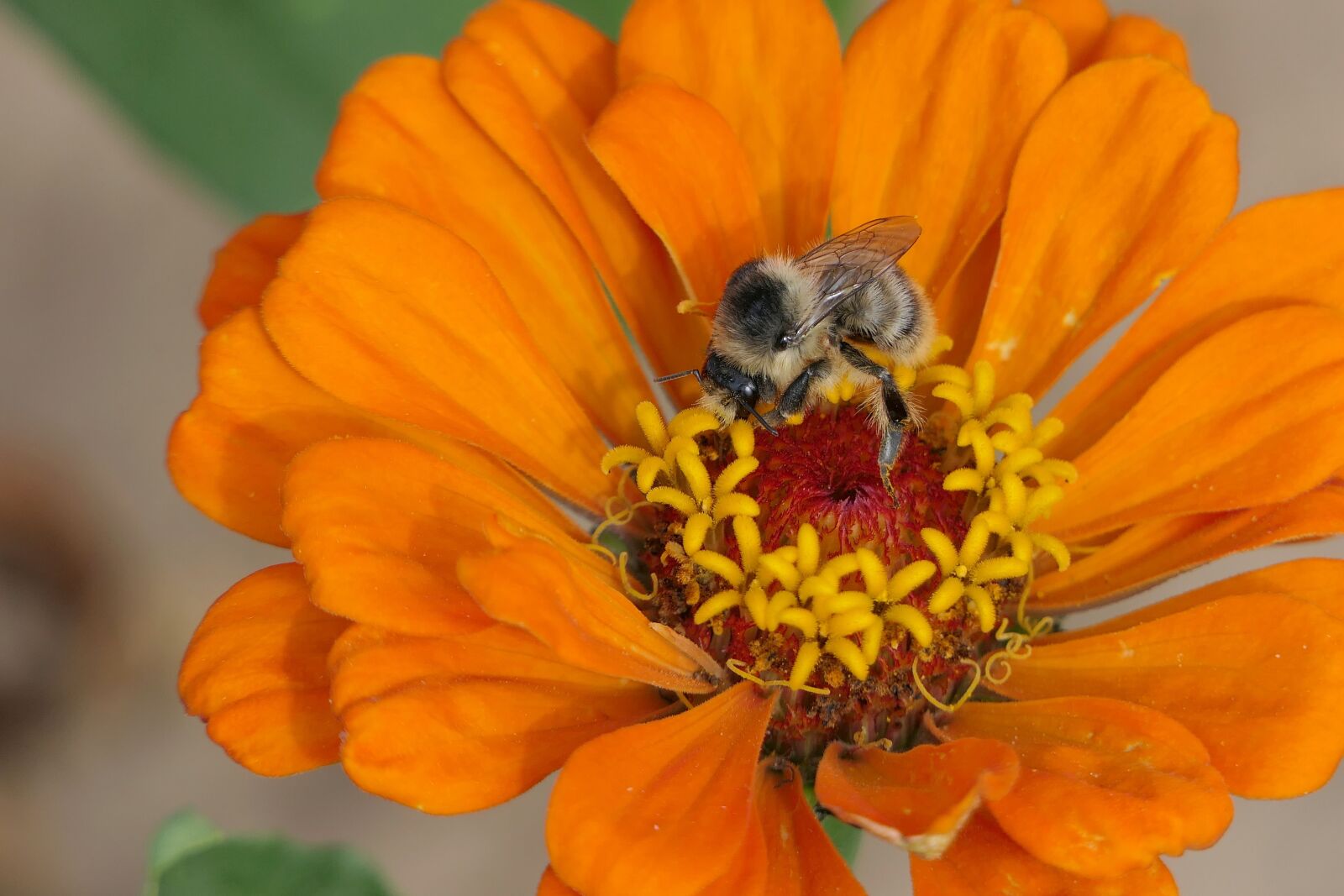 Panasonic Lumix DMC-FZ2500 (Lumix DMC-FZ2000) sample photo. Bee, insect, pollen photography