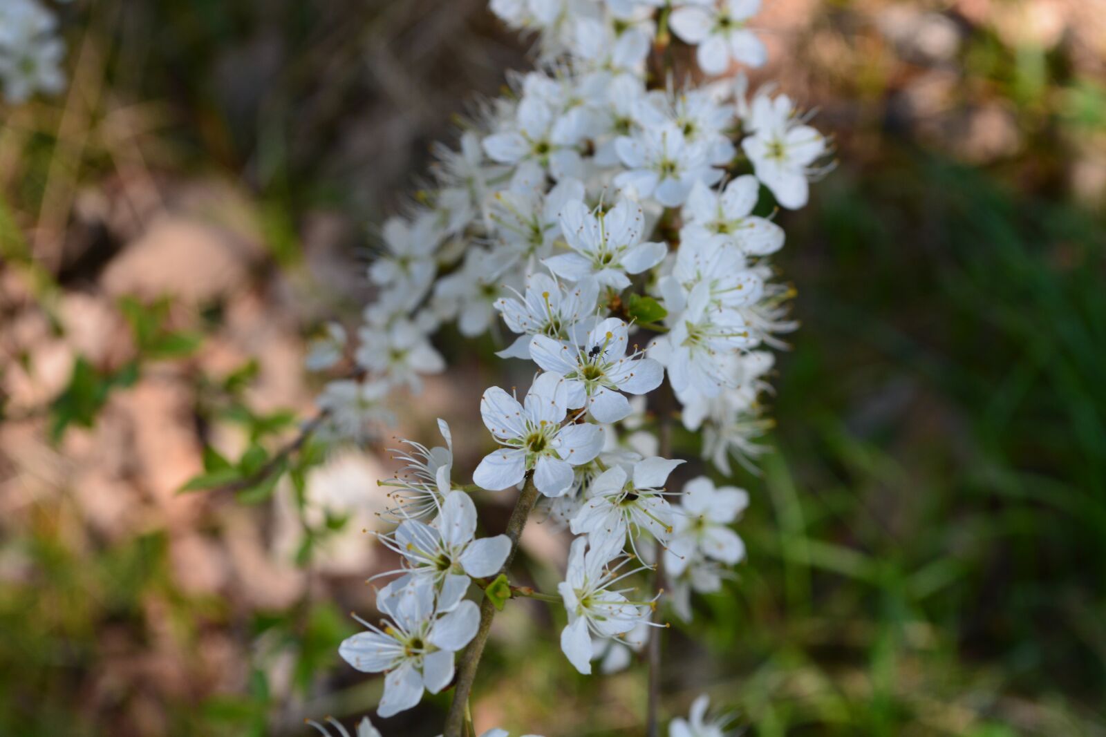 Nikon D5200 sample photo. Flower, nature, plant photography