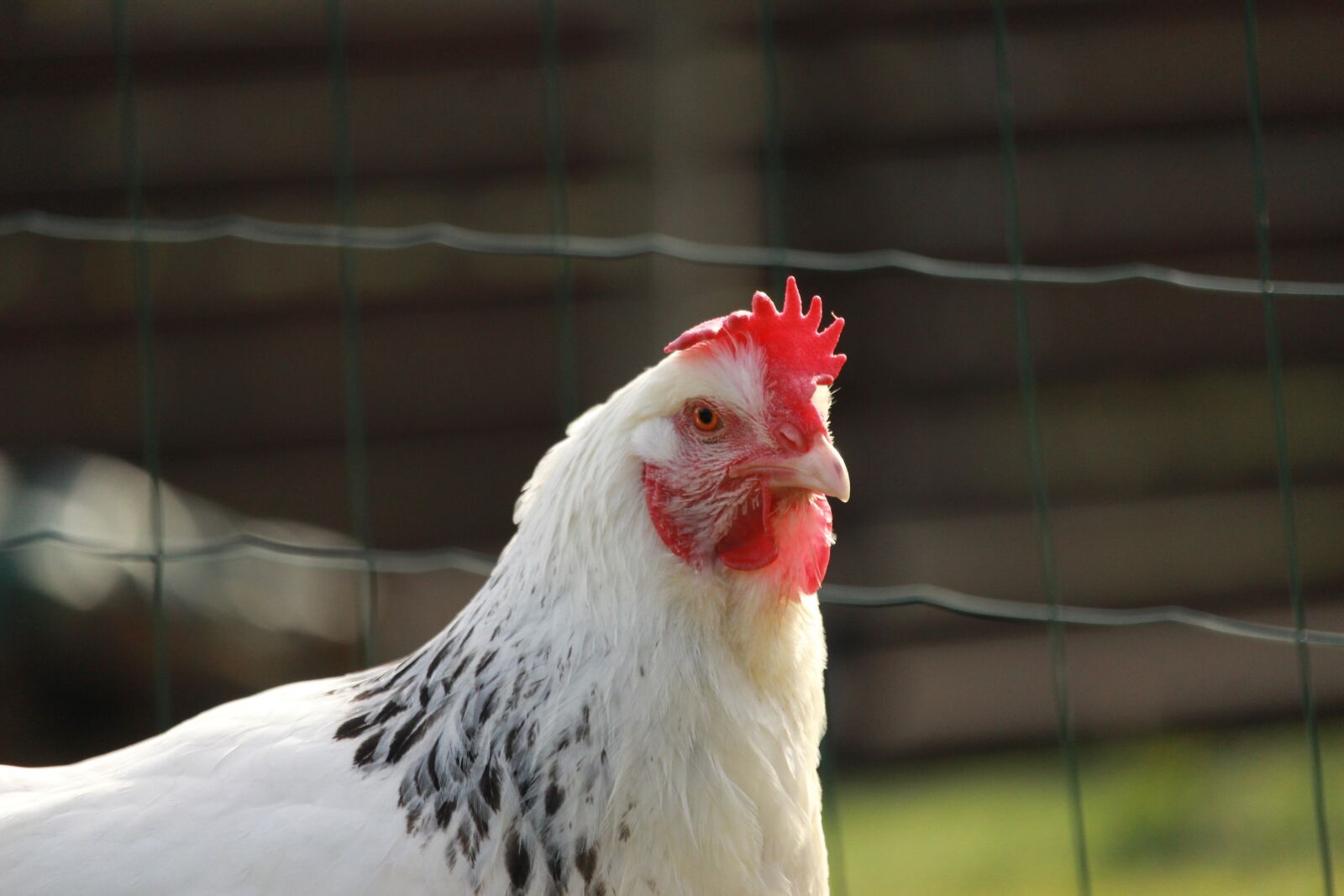 Canon EOS 1200D (EOS Rebel T5 / EOS Kiss X70 / EOS Hi) sample photo. Hen sussex, white, hen photography