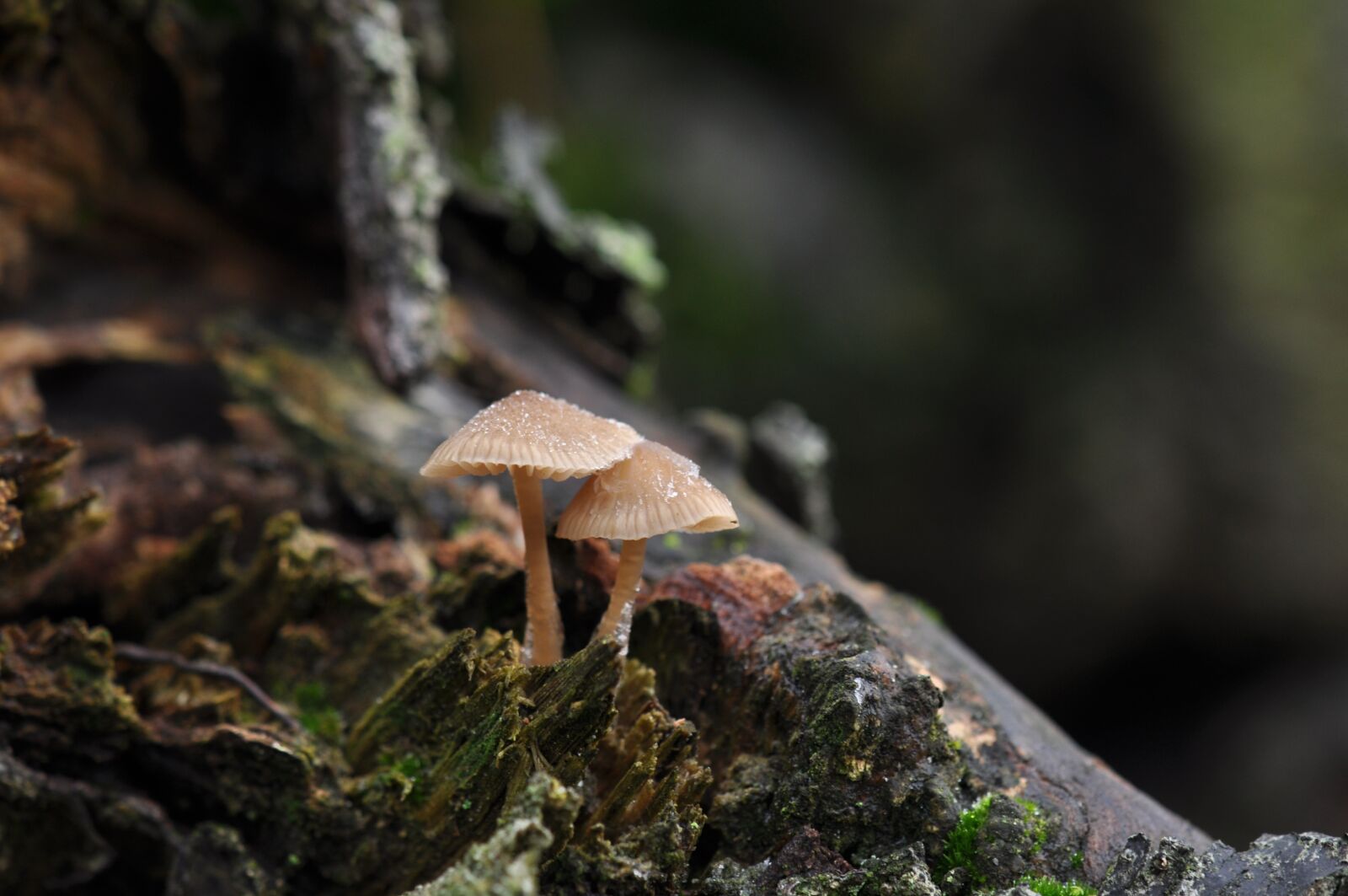 Nikon D5000 sample photo. Natural, forest, mushroom photography