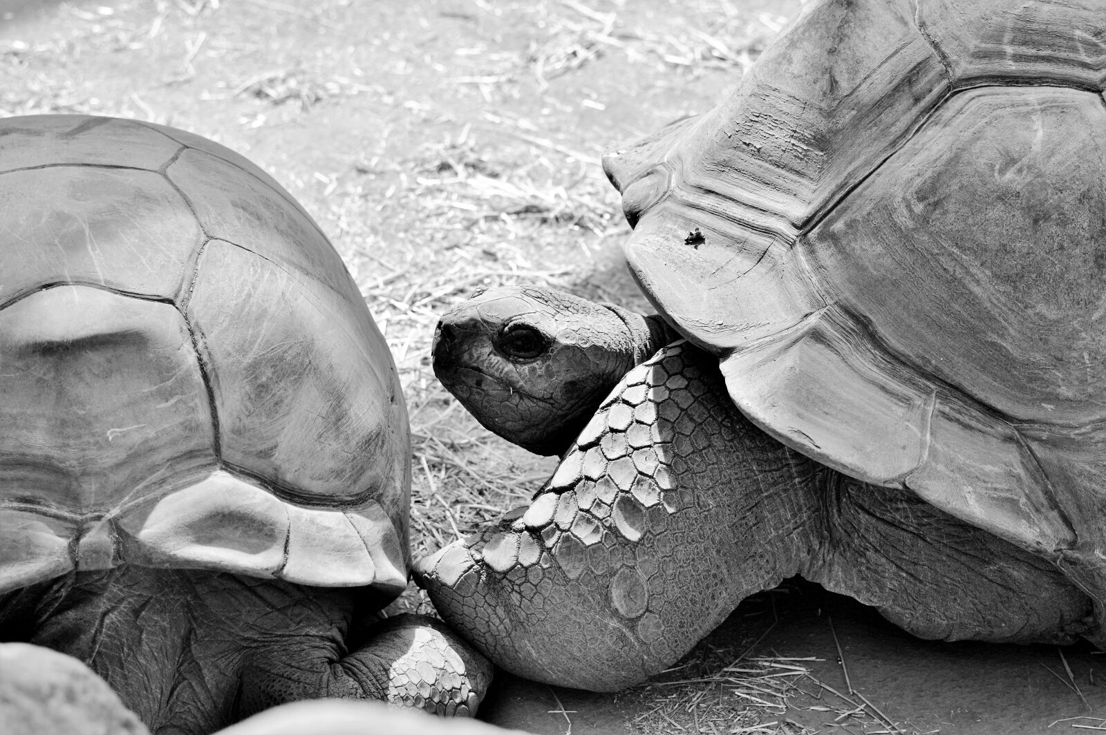 Nikon D3200 sample photo. Turtle, reptile, tortoise photography