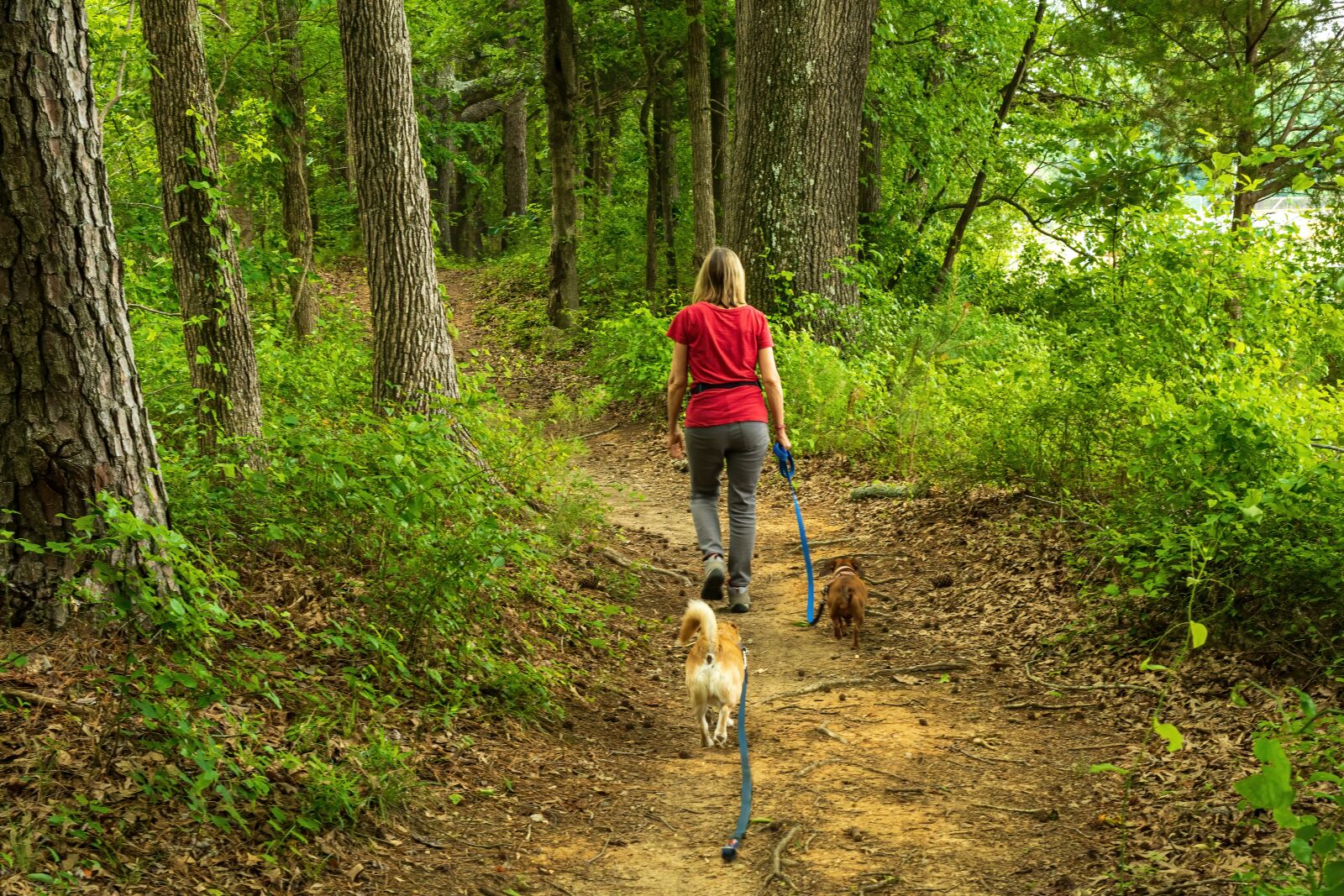 Sony E 35mm F1.8 OSS sample photo. Dog walker, woman walking photography