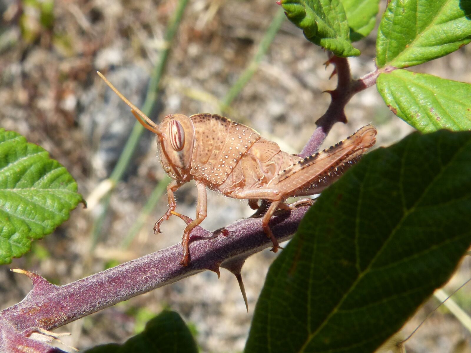 Panasonic DMC-FZ62 sample photo. Grasshopper, lobster, thorns photography