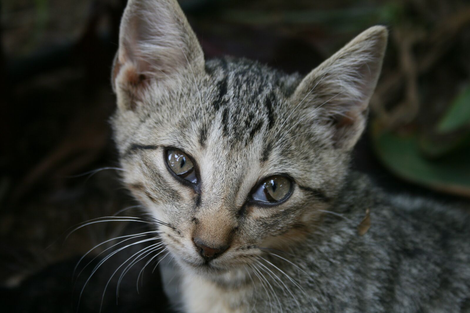 Canon EOS 400D (EOS Digital Rebel XTi / EOS Kiss Digital X) sample photo. Cat, getiegert, cute photography
