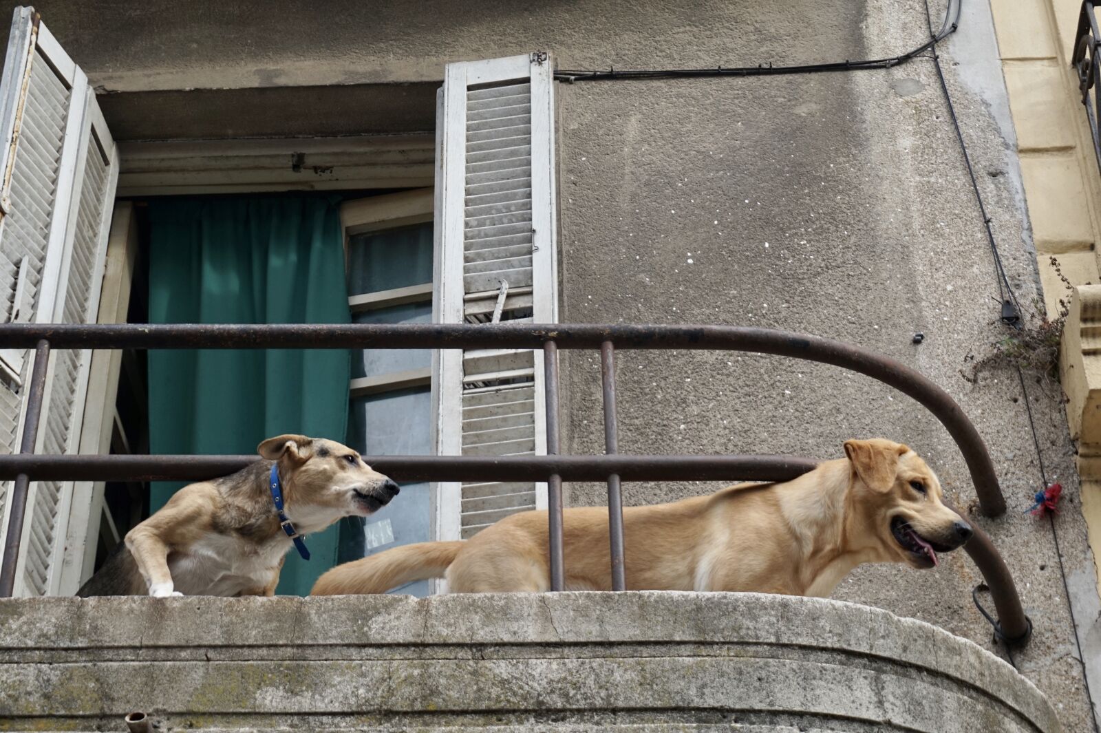 Sony Alpha a5000 (ILCE 5000) + Sony E 16-50mm F3.5-5.6 PZ OSS sample photo. Dogs on a balcony photography
