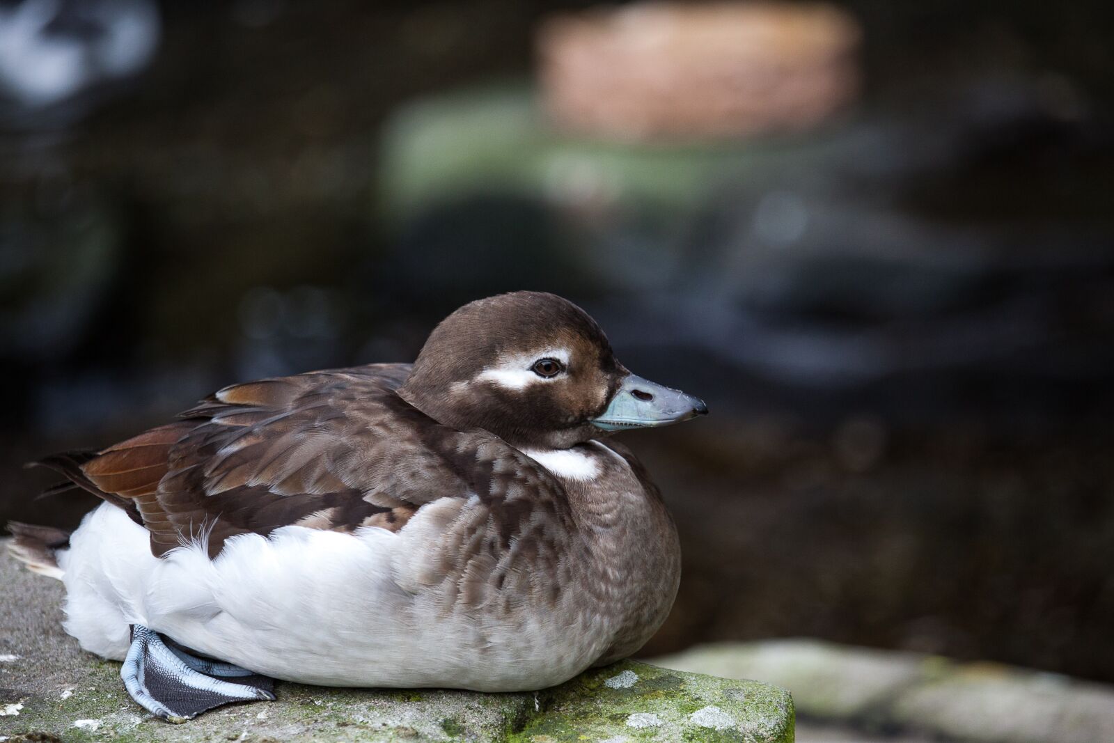 Canon EOS 50D sample photo. Duck, animal, water bird photography