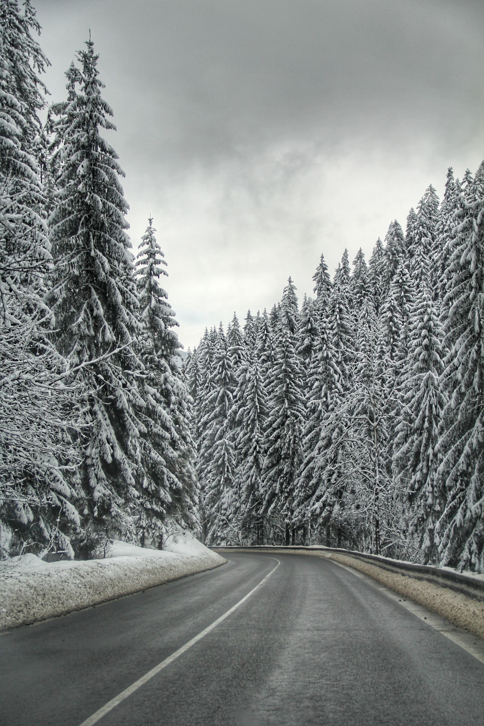 Canon EOS 60D sample photo. Forest, grey, pine, trees photography