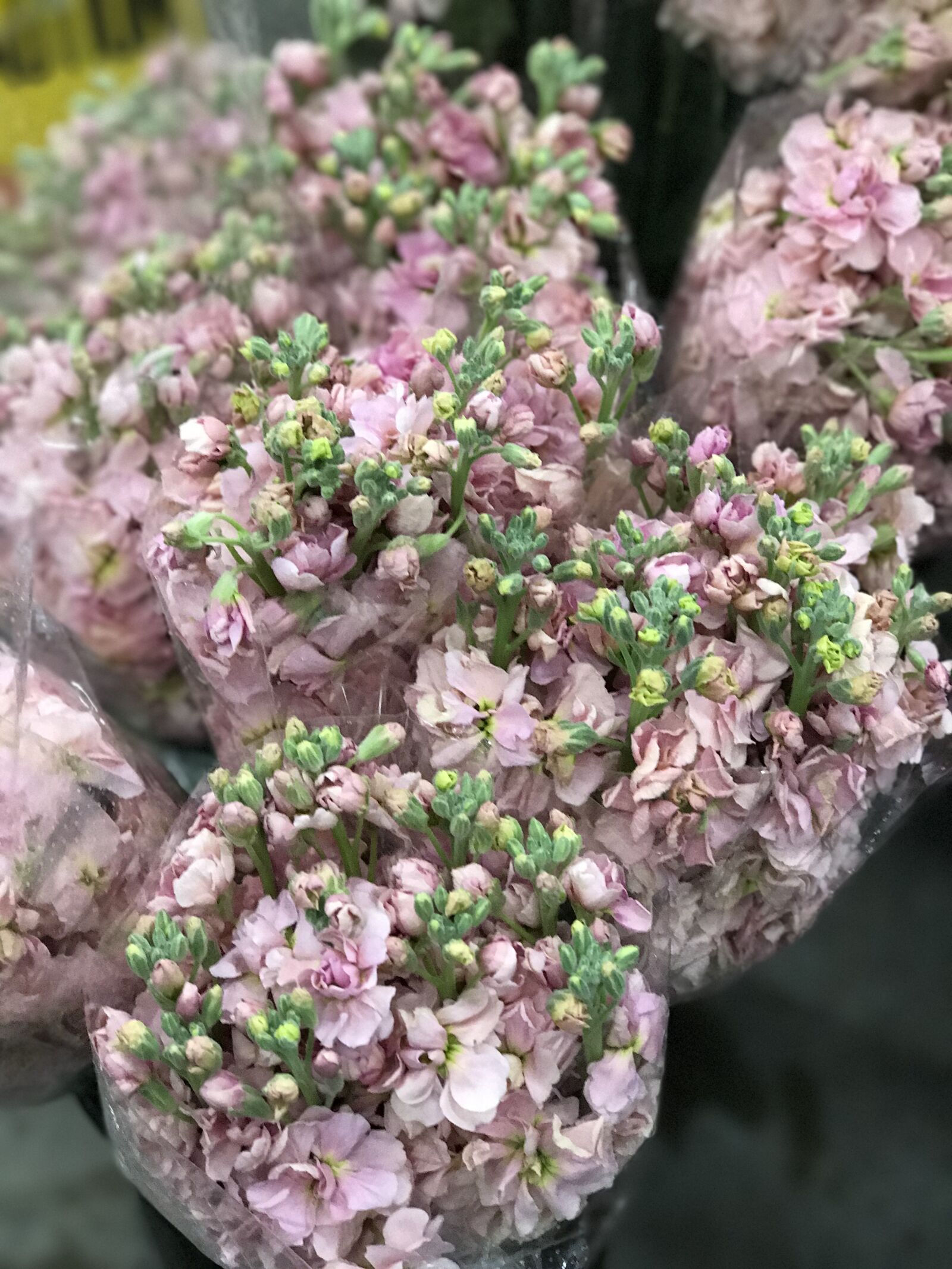 iPhone 7 Plus back dual camera 6.6mm f/2.8 sample photo. Flower, flora, blooming photography