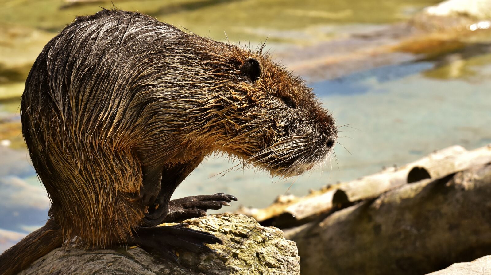 Nikon D7200 sample photo. Nutria, water rat, water photography