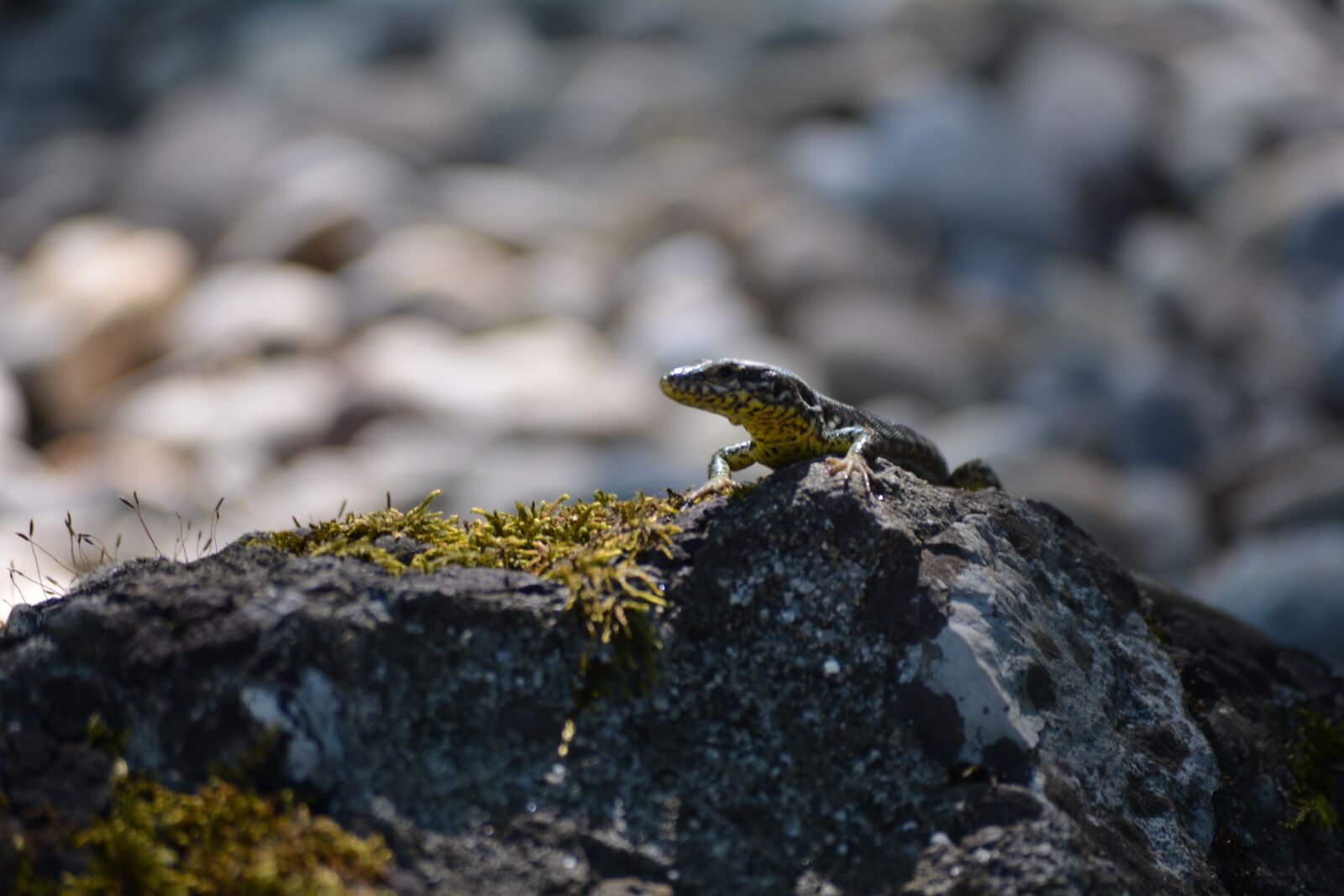 Nikon D5200 sample photo. Look, nature, animal world photography