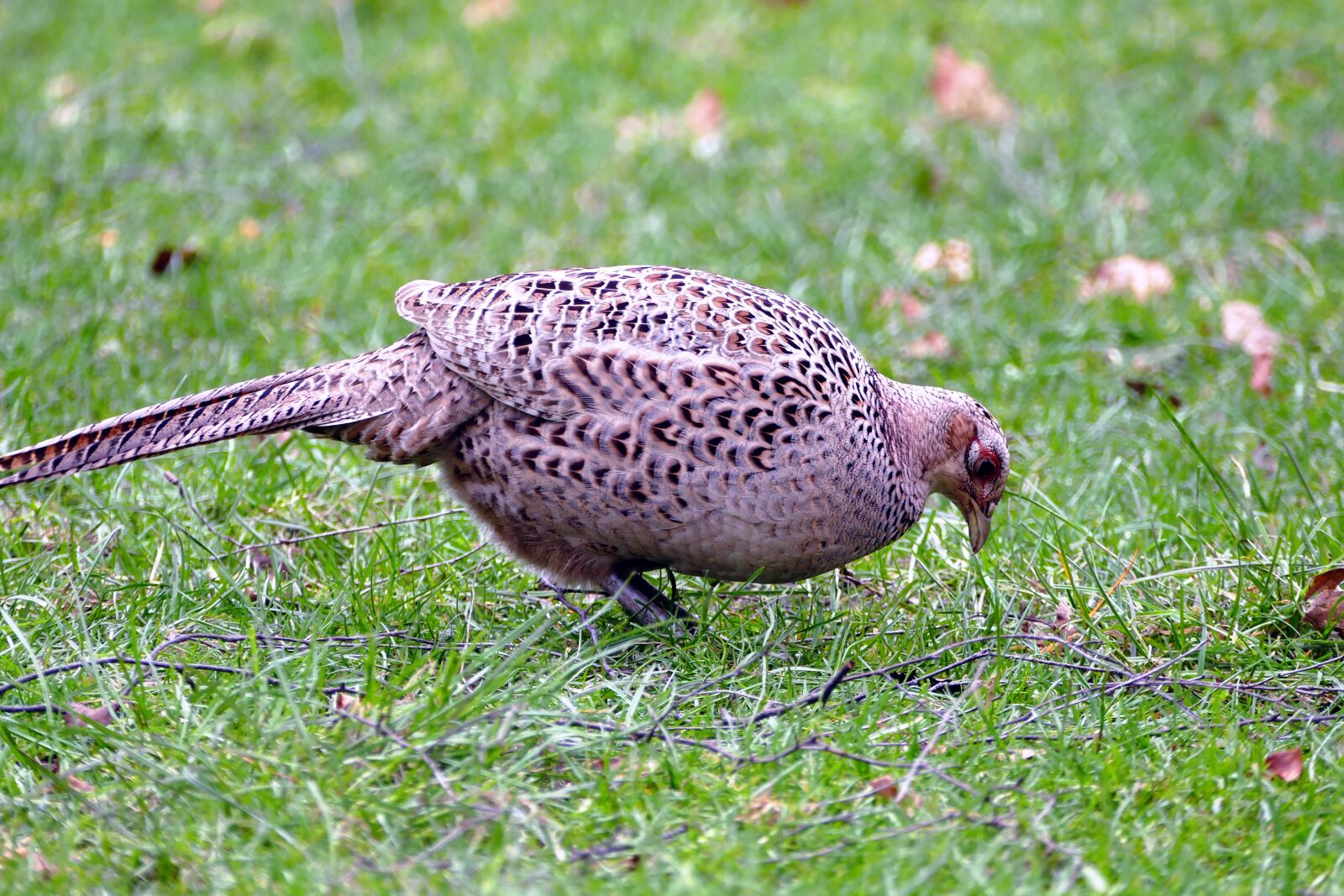 Panasonic Lumix DMC-FZ1000 sample photo. Pheasant, bird, animal photography