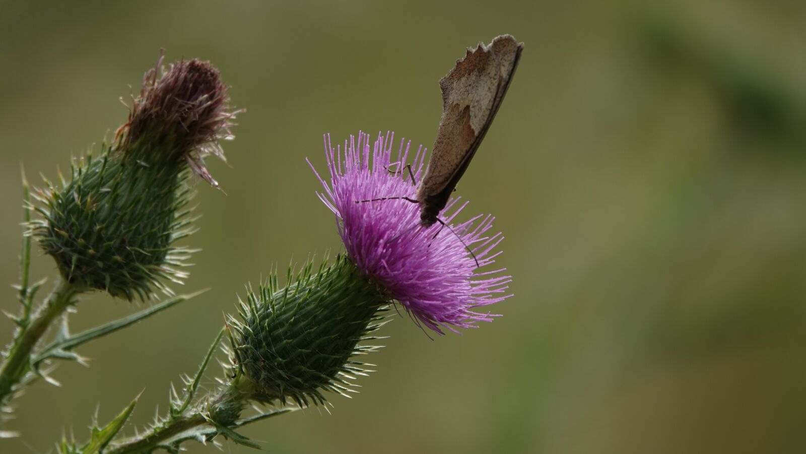 Sony Cyber-shot DSC-RX10 IV sample photo. Thistle, butterfly, nature photography
