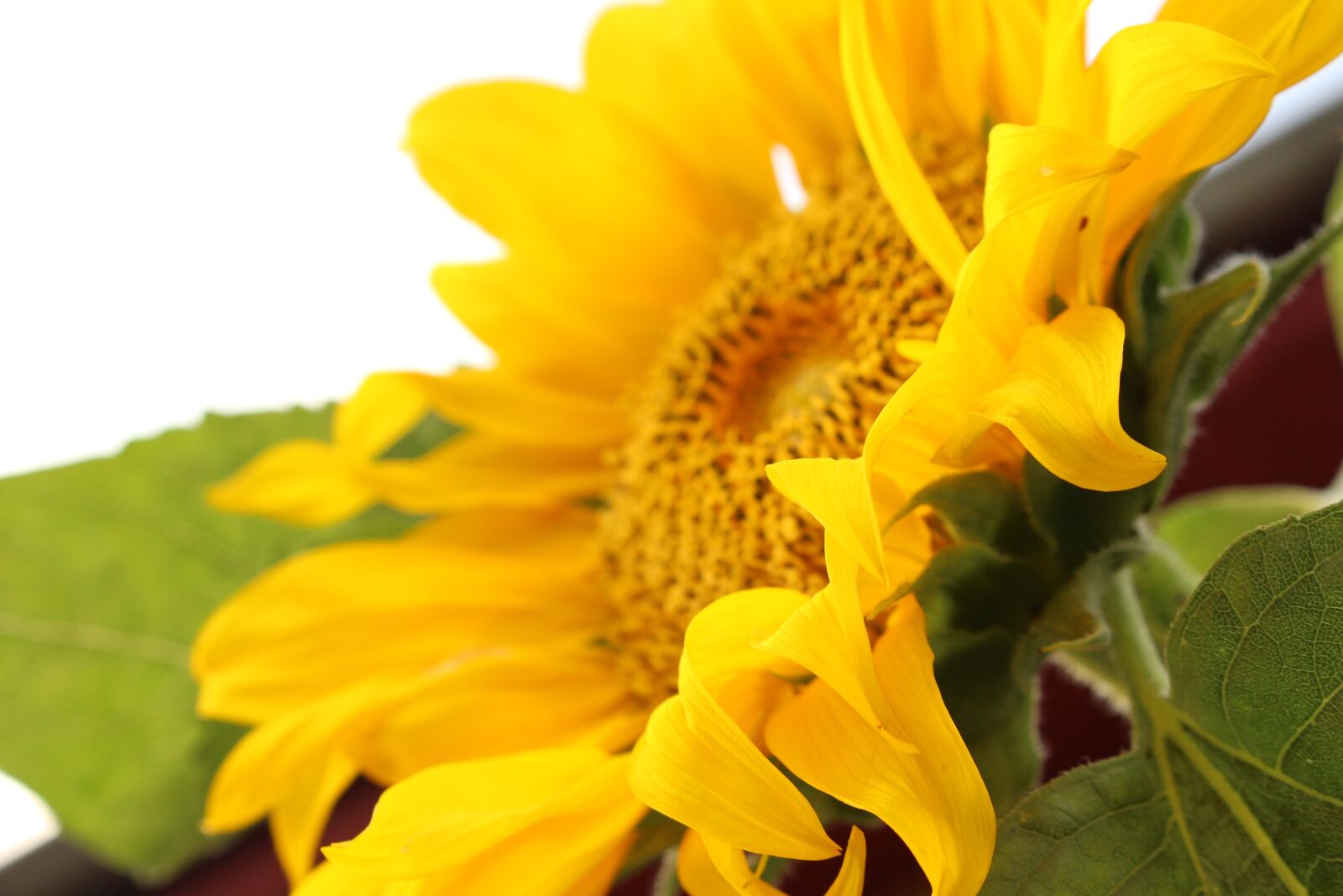 Canon EOS 700D (EOS Rebel T5i / EOS Kiss X7i) sample photo. Yellow, life, sun photography